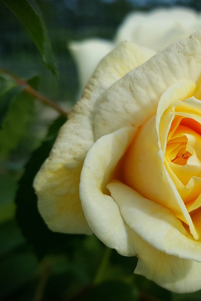 Flower, Plant, Rose, Brian, Yellow Roses, Bloom, Nature - Yellow Roses Wallpaper Iphoje , HD Wallpaper & Backgrounds