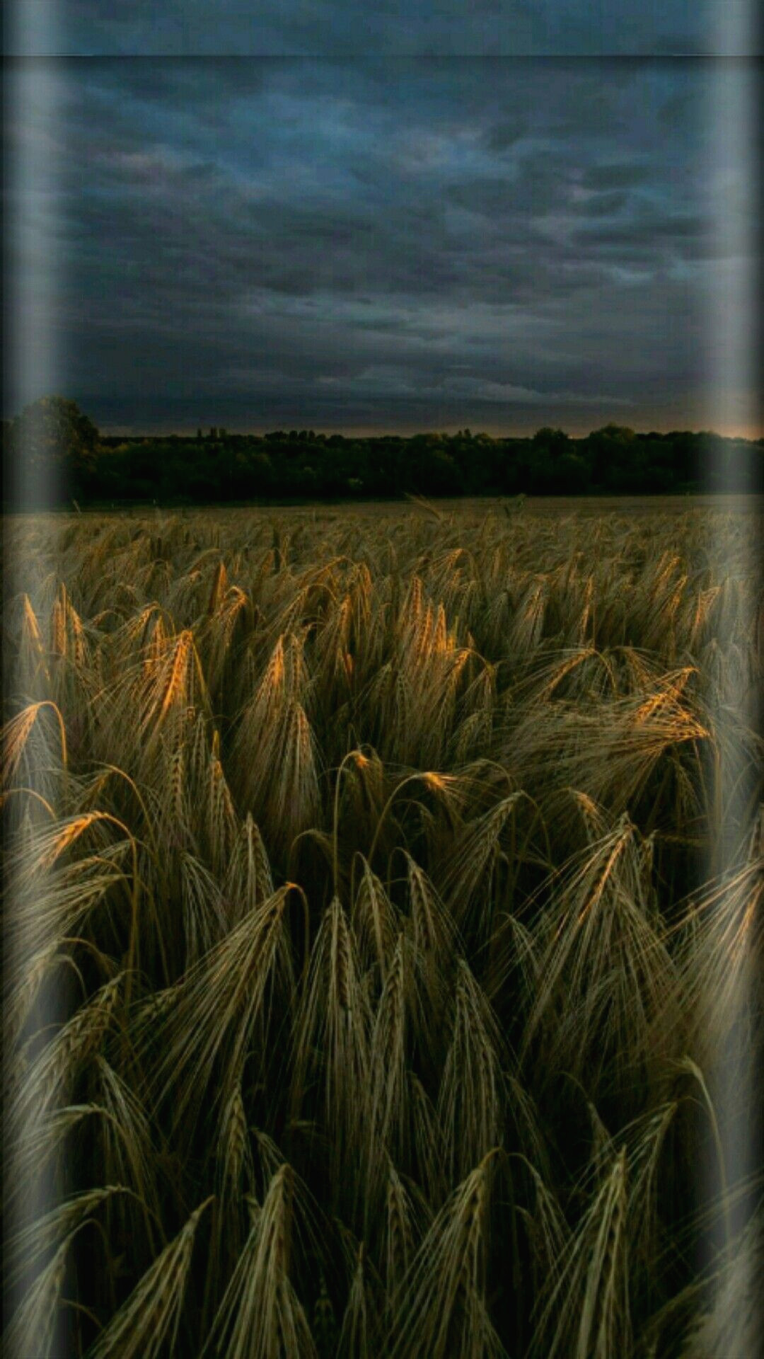 Edge Wallpaper Triticale 316155 Hd Wallpaper Backgrounds