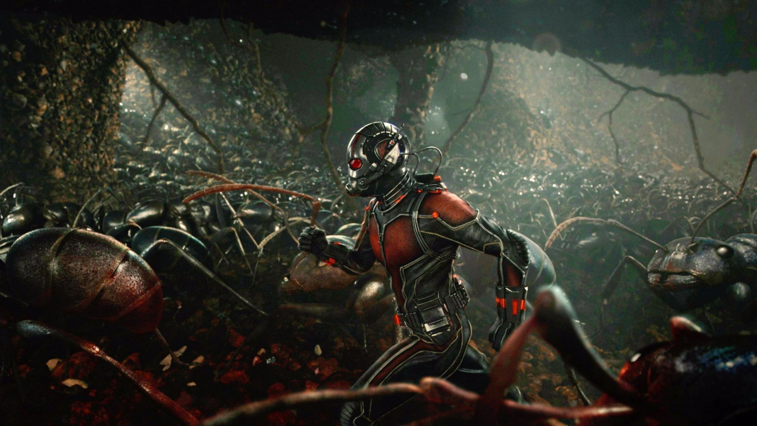 Download Ant Man Hd Wallpapers For Free Wallpapers - Ant Man And Ants , HD Wallpaper & Backgrounds