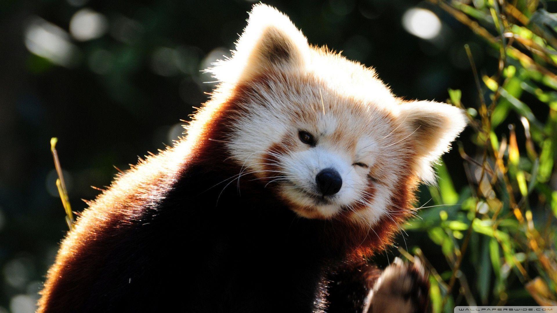 Red Panda Wallpaper - Red Panda , HD Wallpaper & Backgrounds