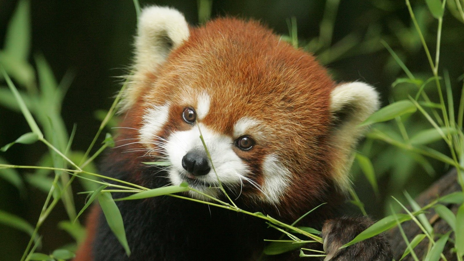 Red Panda Wallpaper - Red Panda Desktop Background , HD Wallpaper & Backgrounds