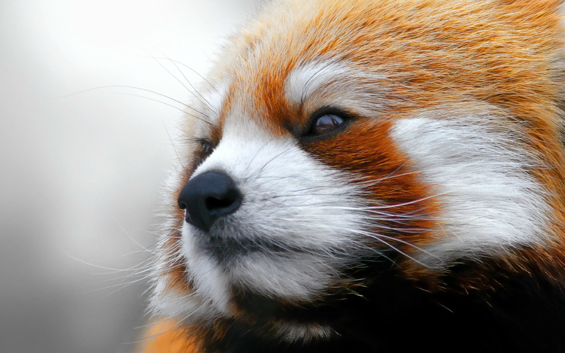 Red Panda - Red Panda High Resolution , HD Wallpaper & Backgrounds