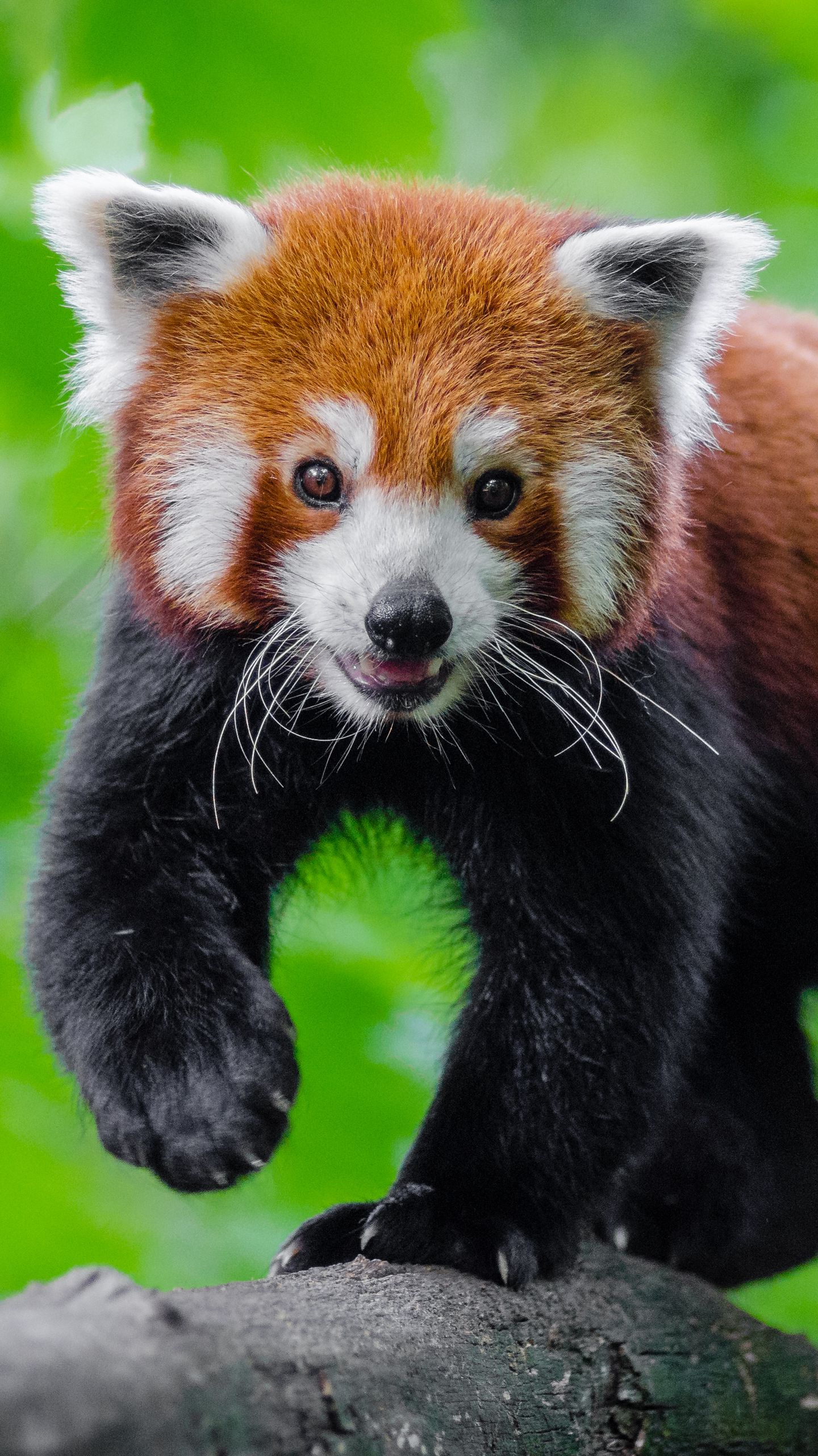 Red Panda Wallpaper Desktop Full - Cute Red Panda Background Phone , HD Wallpaper & Backgrounds