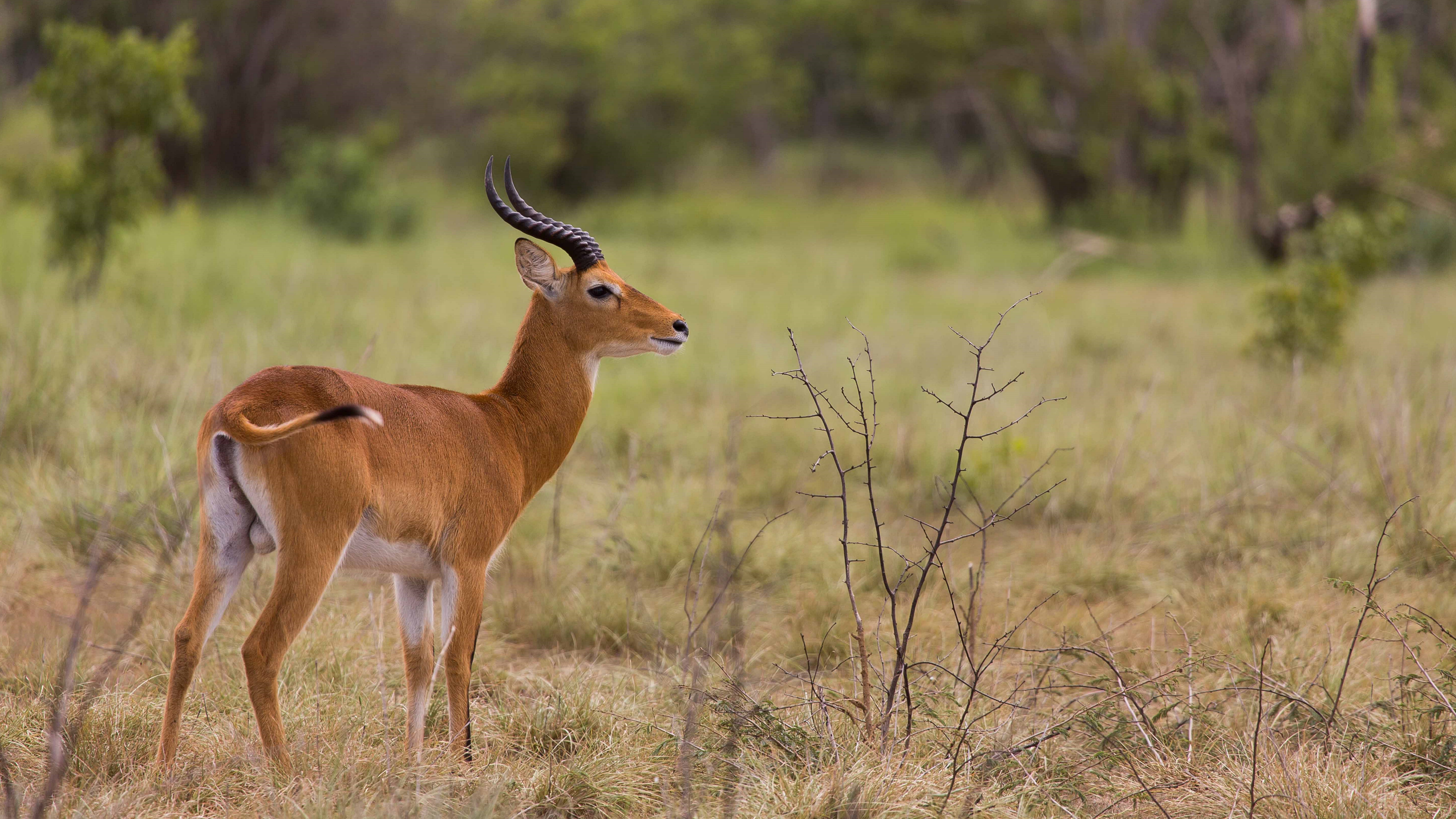 Antelope Animal 8k Ultra Hd - Ultra Hd 8k Animals , HD Wallpaper & Backgrounds