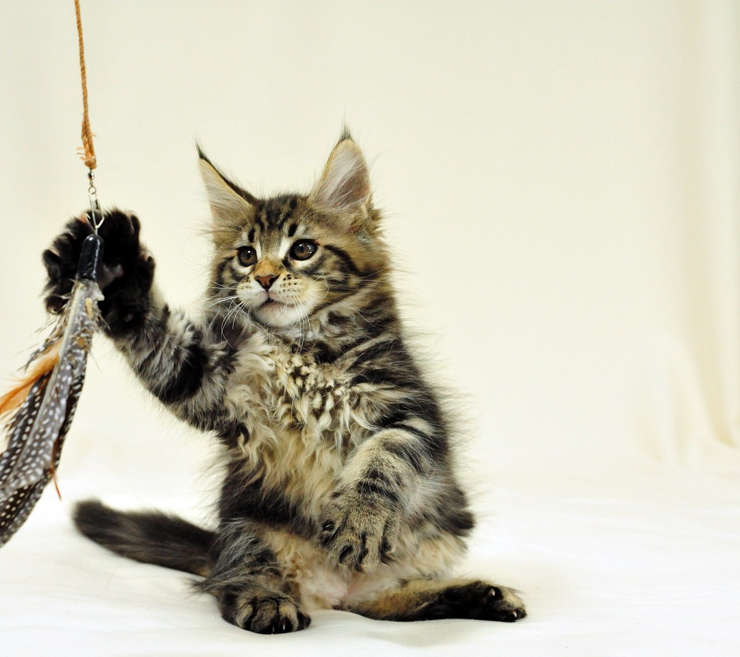 Мейн кун фото. Полидакт мейн лапа. Лапы мейн куна. Кот полидакт мейн кун это что. Рыжая кошка мейн кун.