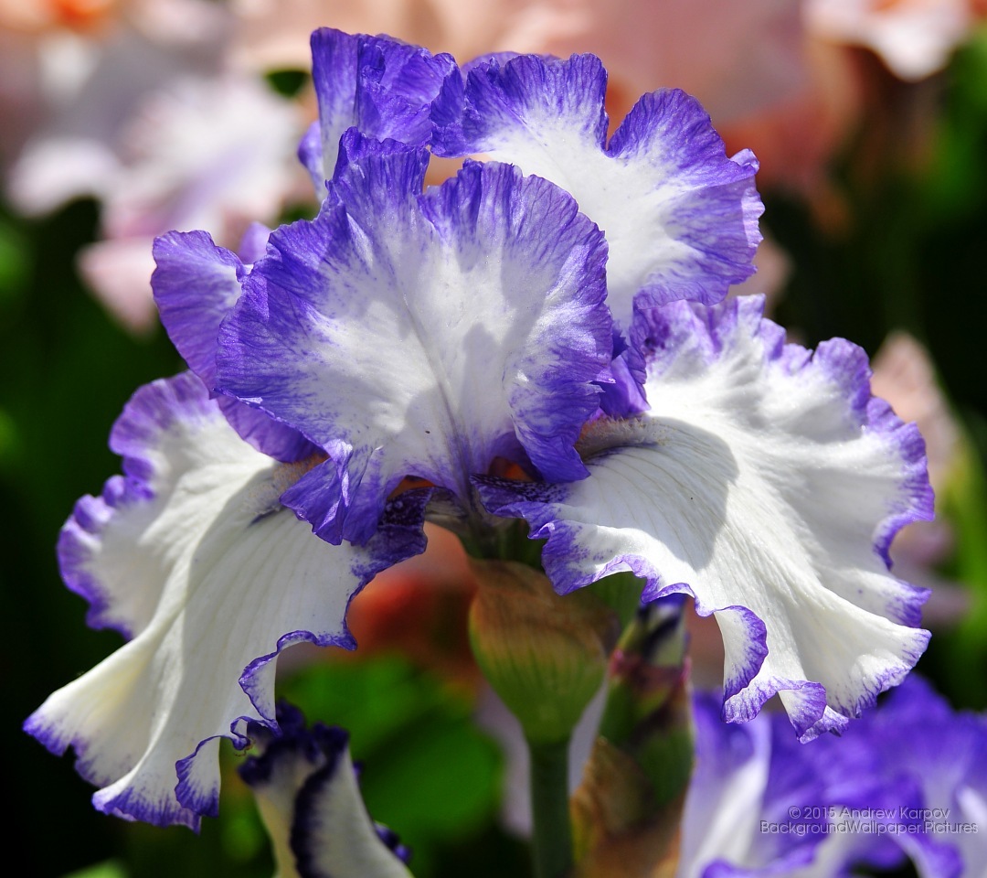 Samsung Galaxy J2 Prime Flowers Hd Wallpapers For Samsung J7 Next Hd Wallpaper Backgrounds Download