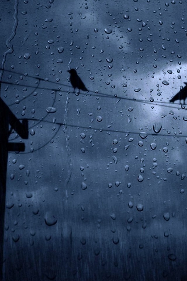 Rain, Crows, Weather - Yağmur Duvar Kağıtları Hd , HD Wallpaper & Backgrounds