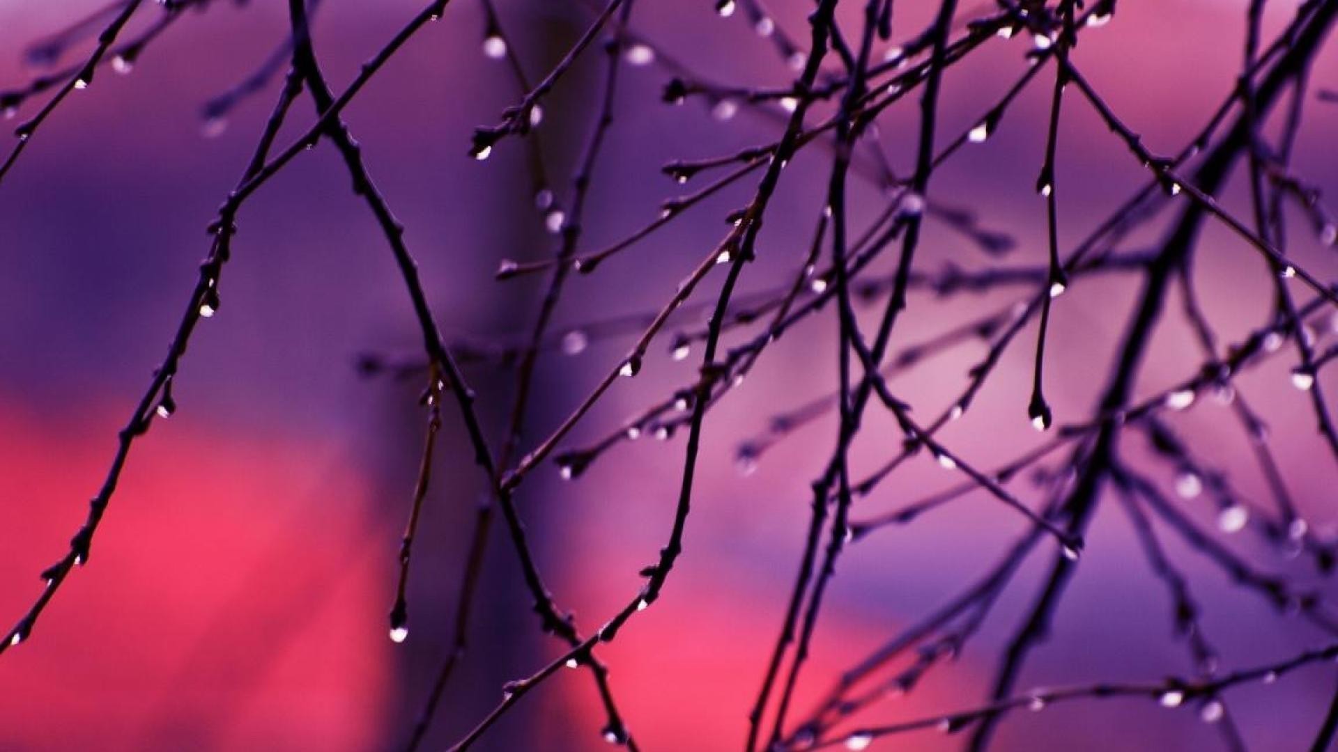 1920x1080, Raindrops Backgrounds Wallpaper 2560ã 1440 - Rain Drops In Tree , HD Wallpaper & Backgrounds