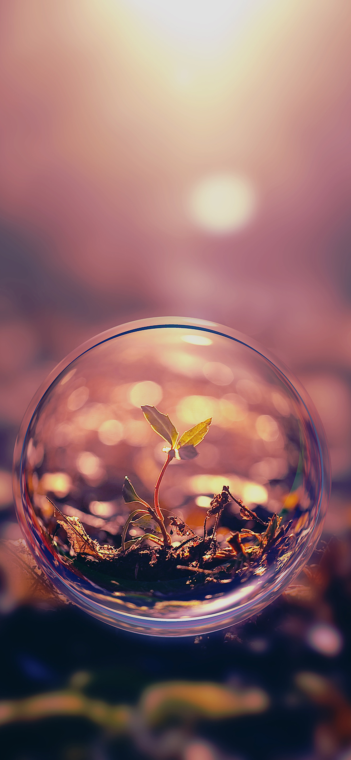Plant In A Bubble , HD Wallpaper & Backgrounds