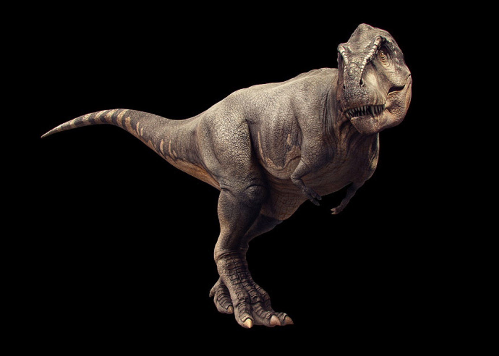 T Rex , HD Wallpaper & Backgrounds