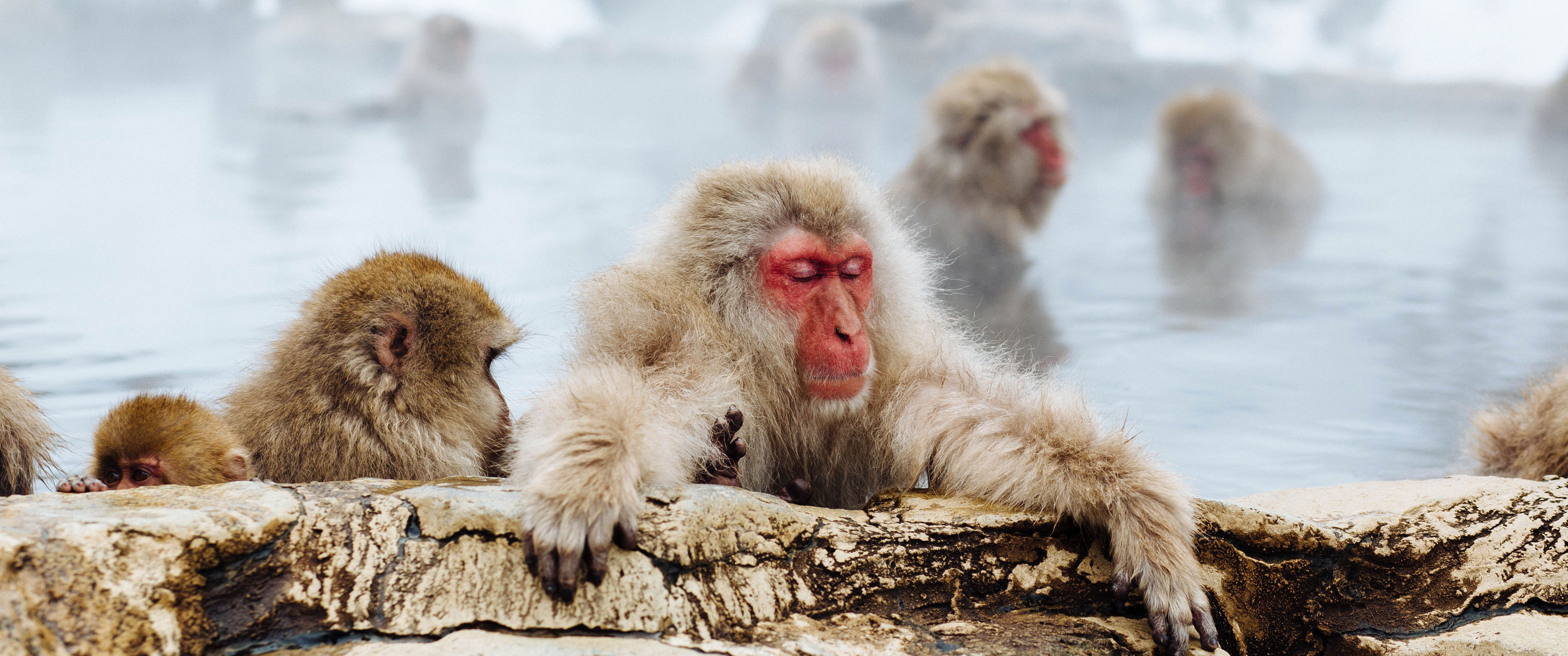 Japanese Macaque , HD Wallpaper & Backgrounds