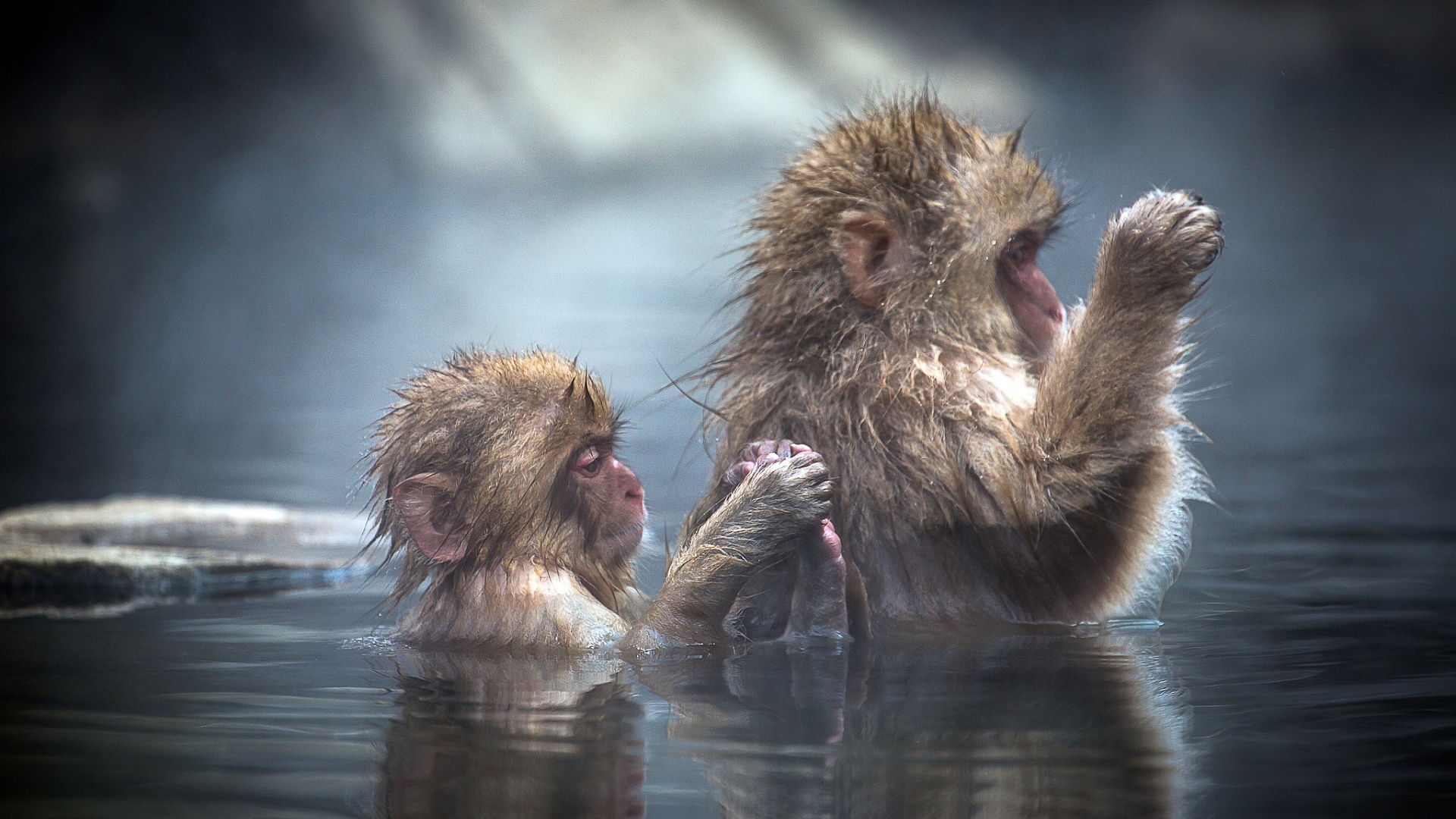 Bathing Apes In Japan , HD Wallpaper & Backgrounds