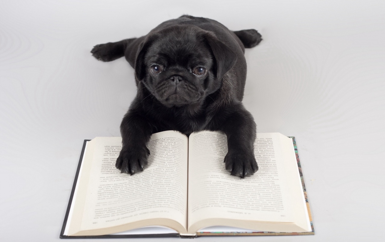 Pug Reading Wallpapers - Black Dog Reading Book , HD Wallpaper & Backgrounds
