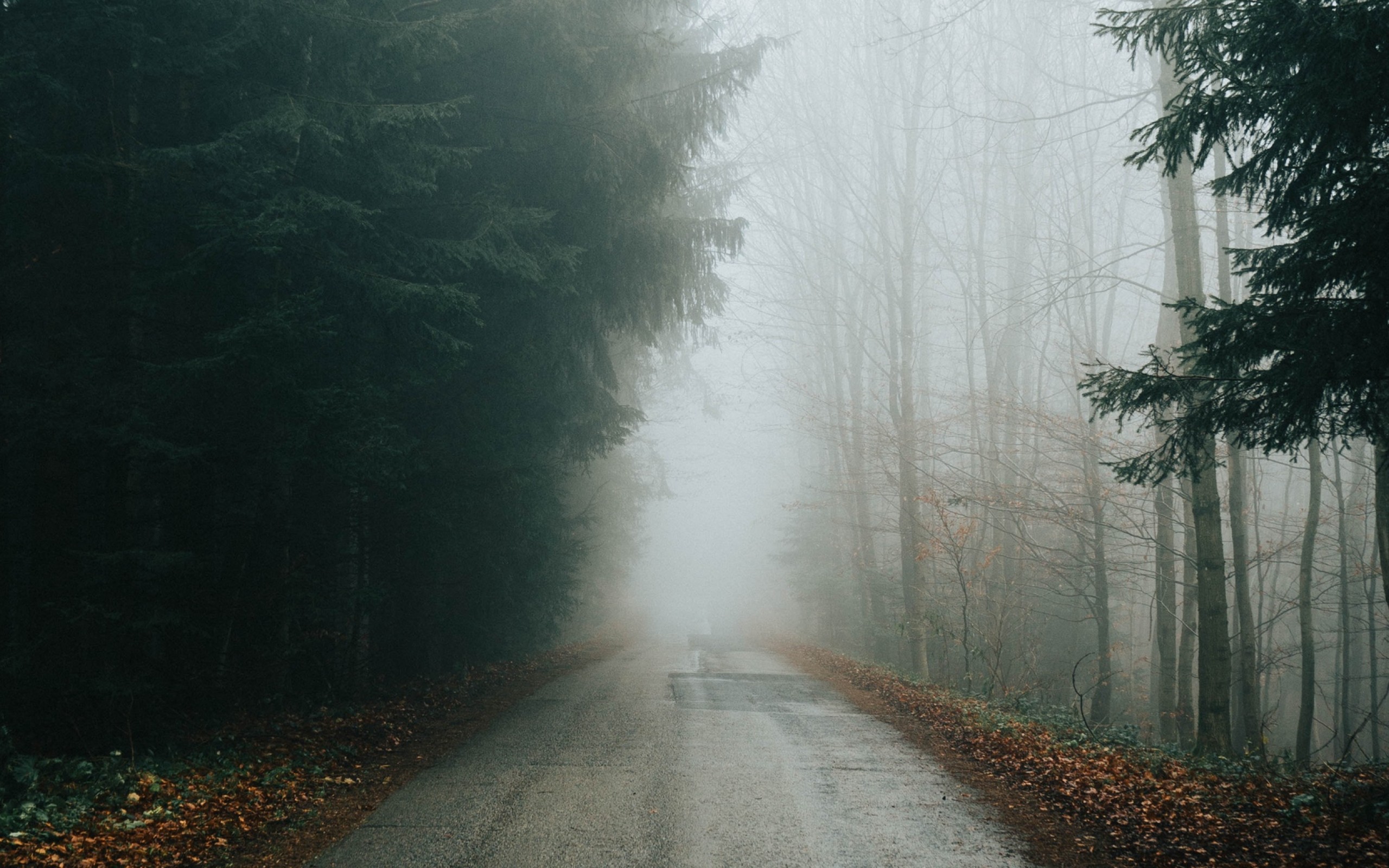 Foggy Road , HD Wallpaper & Backgrounds