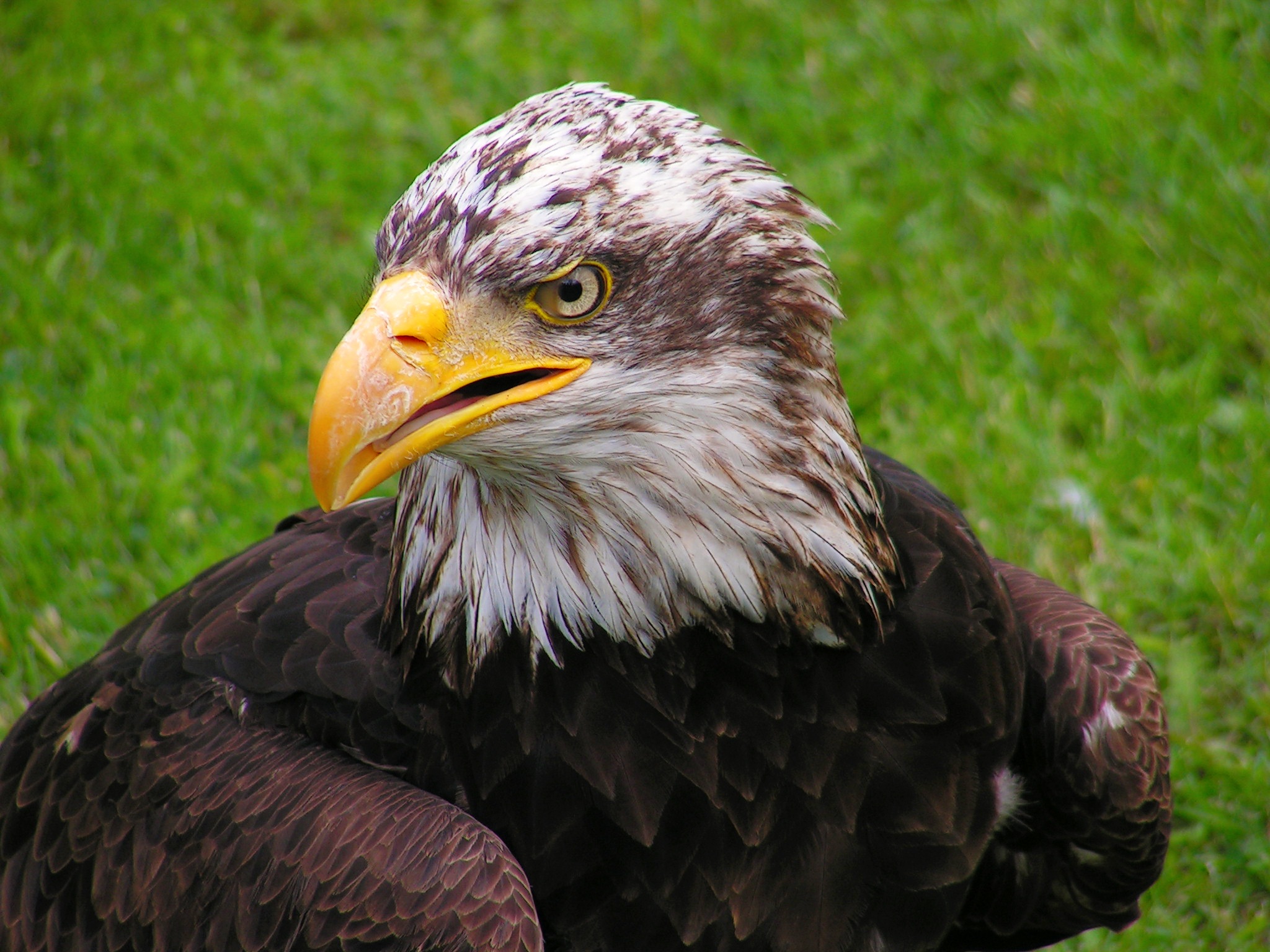 Wallpaper Bald Eagle, Eagle, Bird, Predator - Kepala Elang , HD Wallpaper & Backgrounds