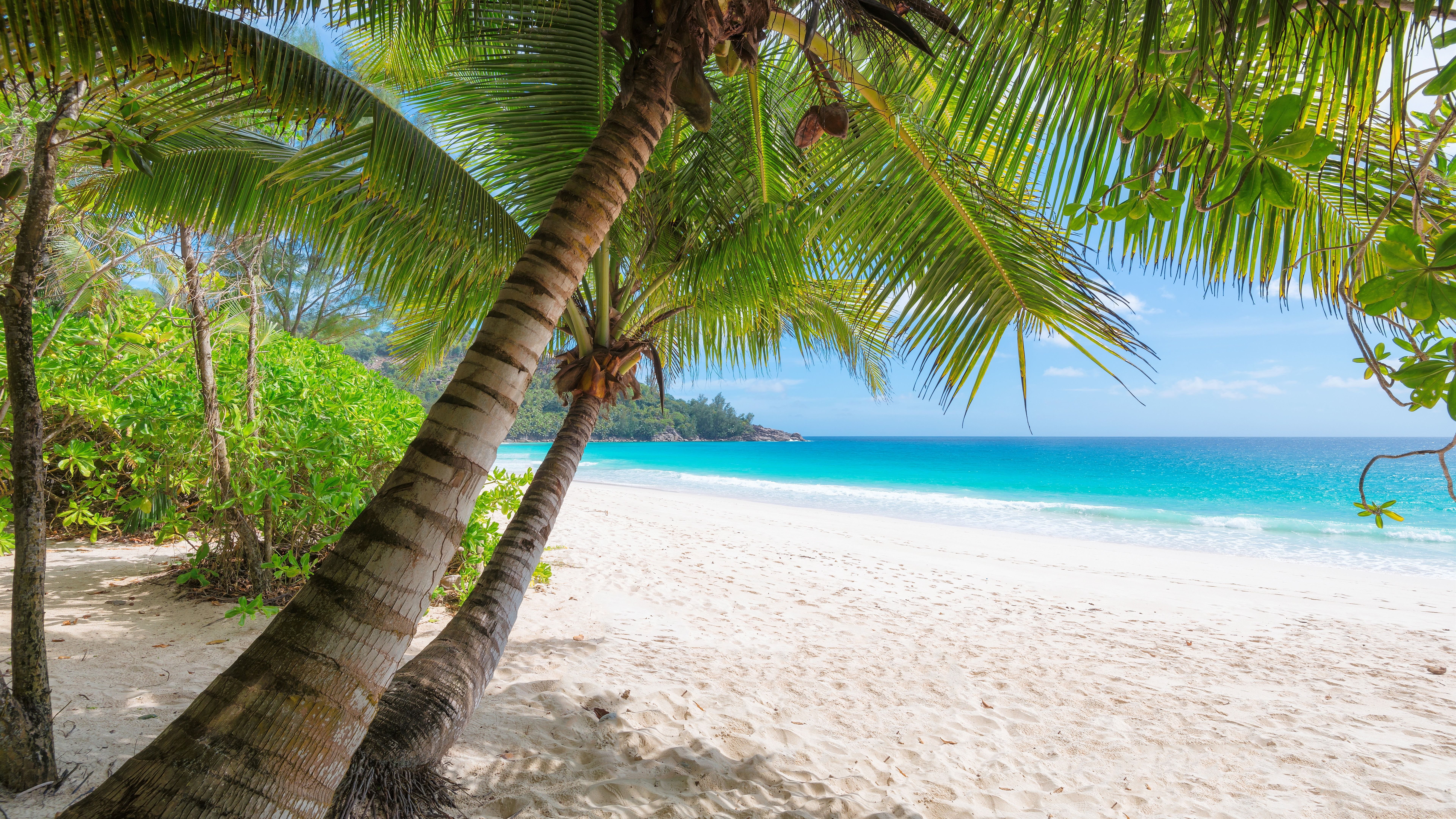 Wallpaper Palm Trees, Beach, Sea, Tropical, Summer - 8k Wallpaper Beach , HD Wallpaper & Backgrounds