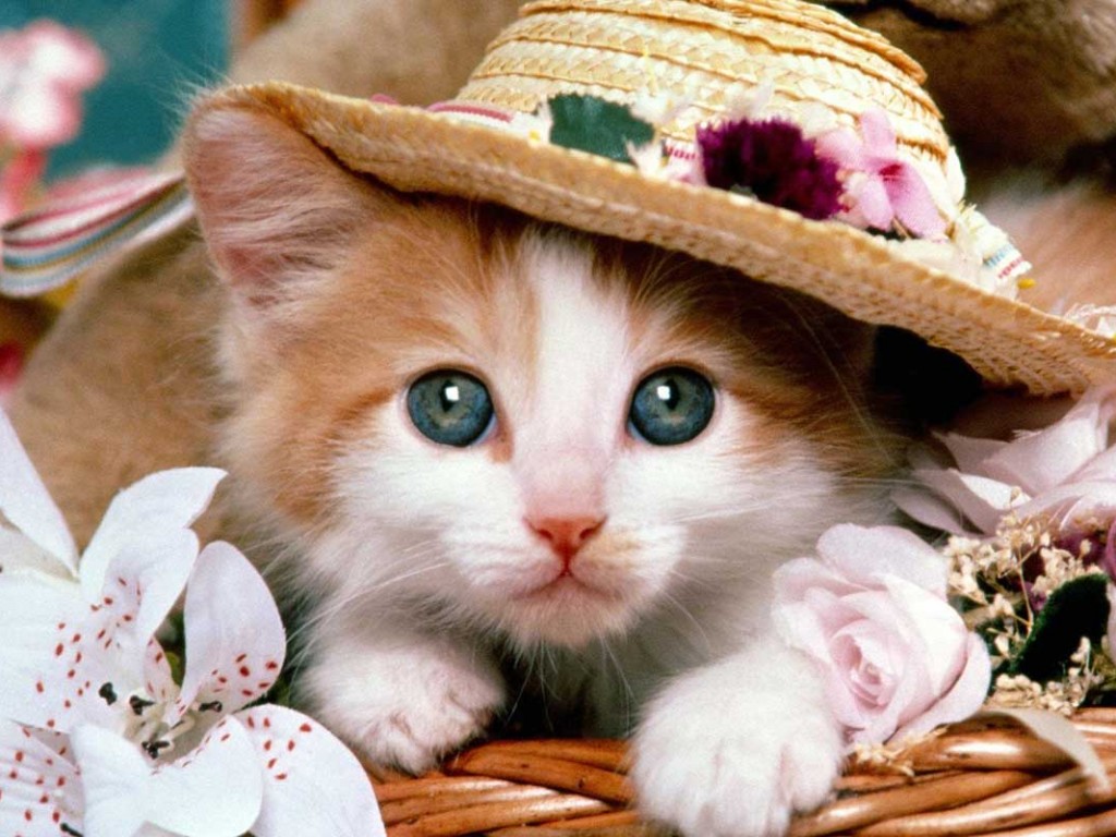 Beautiful Cat Wallpaper Images Free Download , HD Wallpaper & Backgrounds