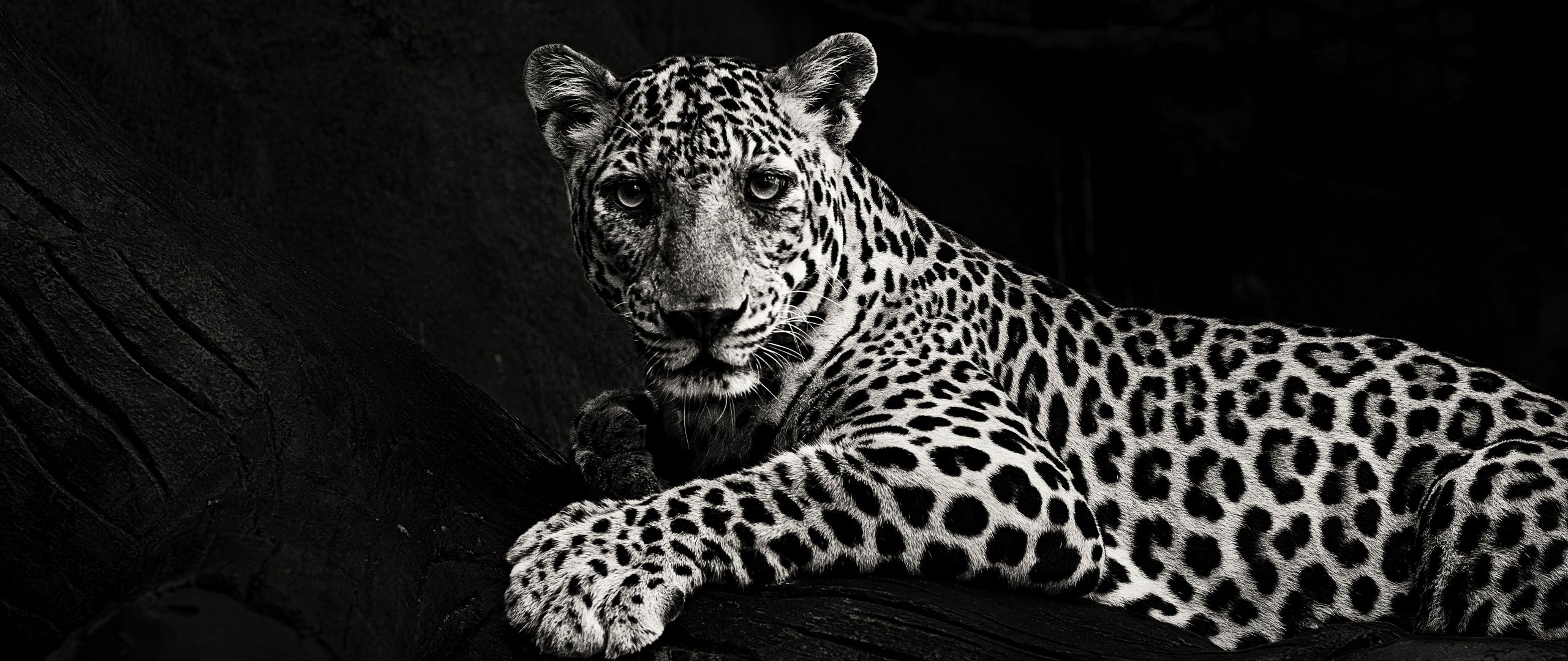 Wallpaper Jaguar Bw Predator Sight Big Cat White Black Panther Animal Hd Wallpaper Backgrounds Download Wallpaper Jaguar Bw Predator Sight Big Cat White Black Panther Animal Hd Wallpaper Backgrounds Download