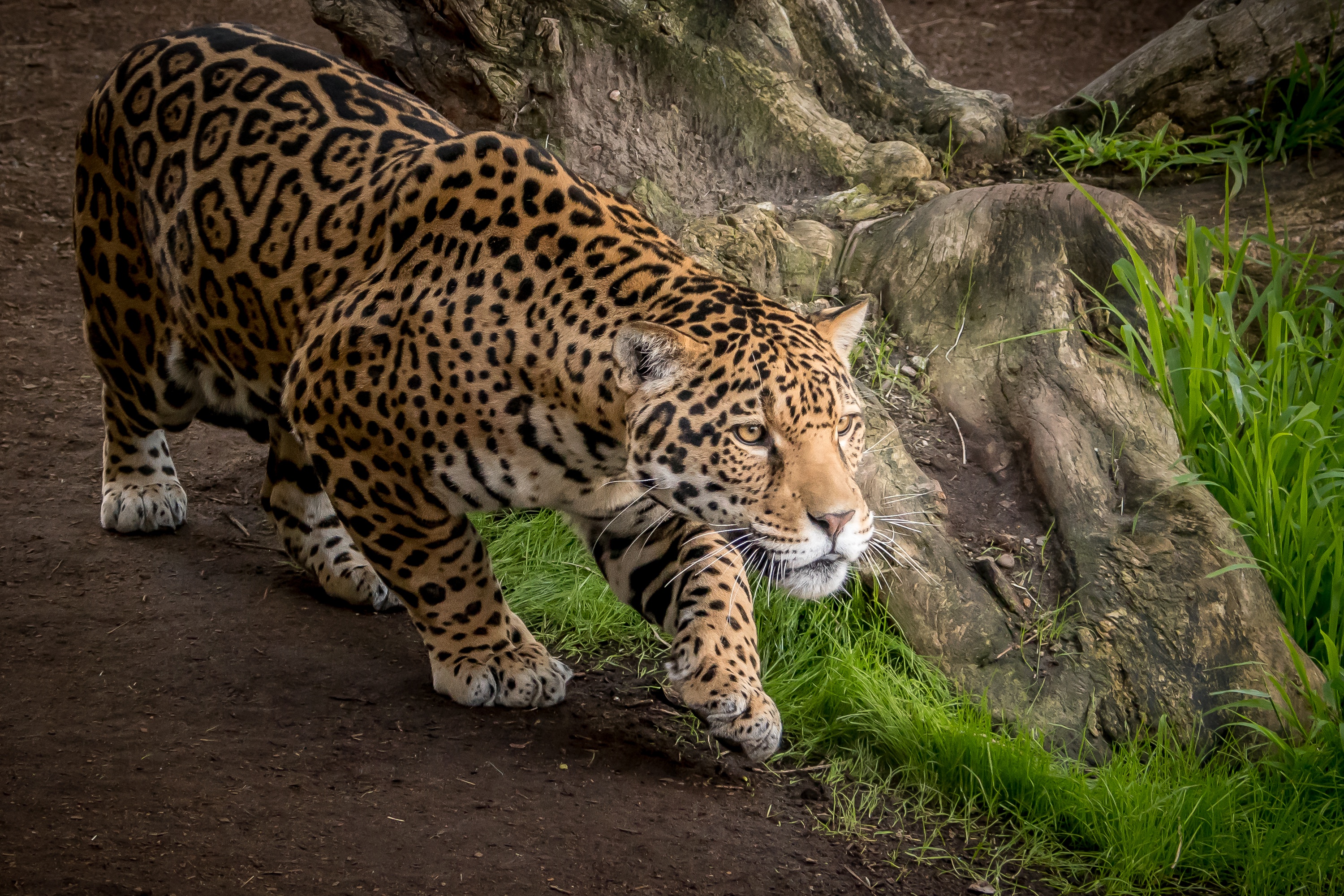 Animal Wallpaper Jaguar , HD Wallpaper & Backgrounds