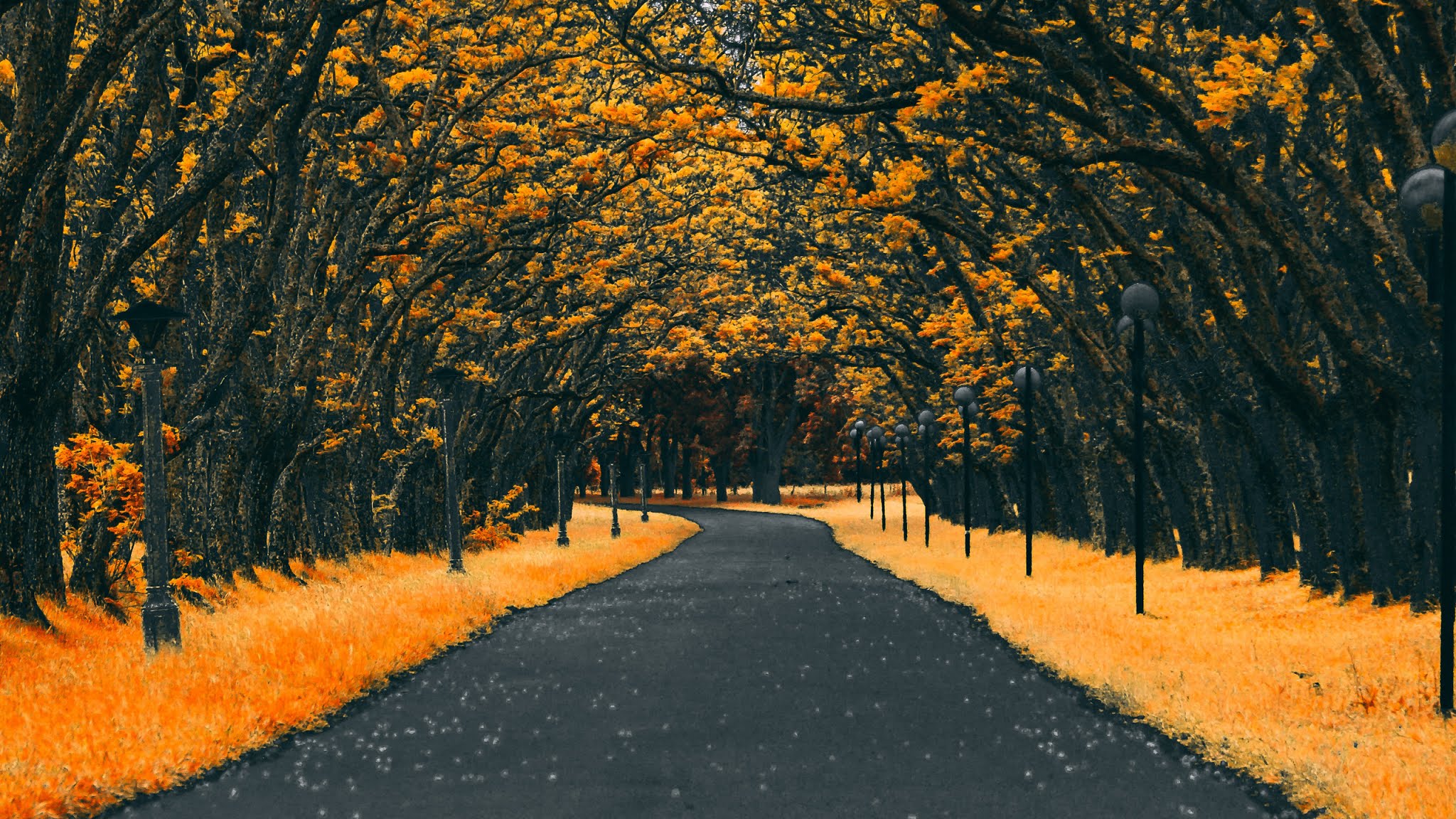 Autumn Road Nature 4k Wallpaper - Orange And Dark Grey Color Palette , HD Wallpaper & Backgrounds
