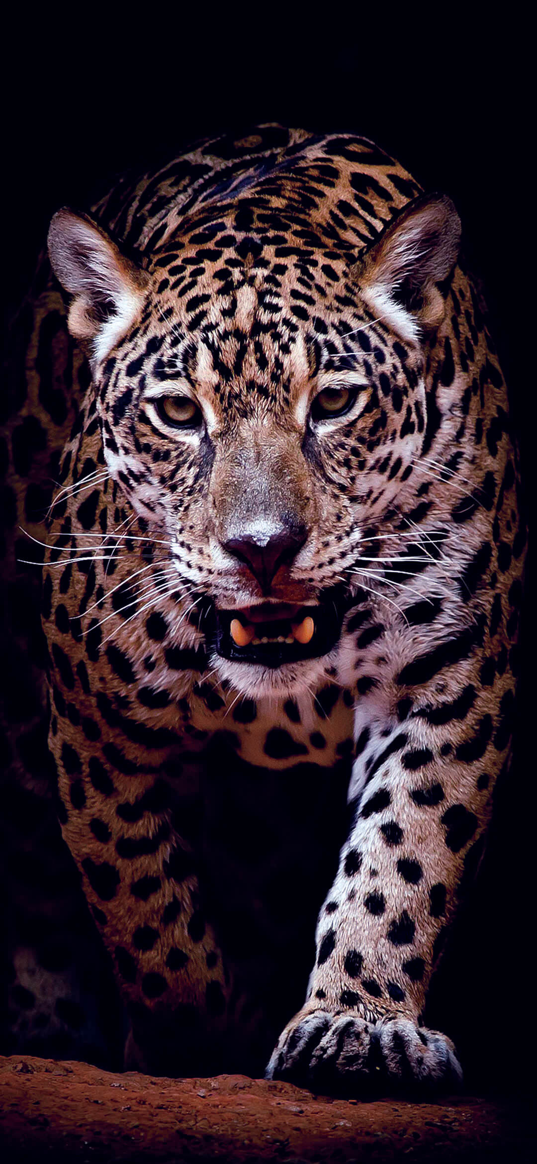 Live Animal Wallpaper For Iphone , HD Wallpaper & Backgrounds