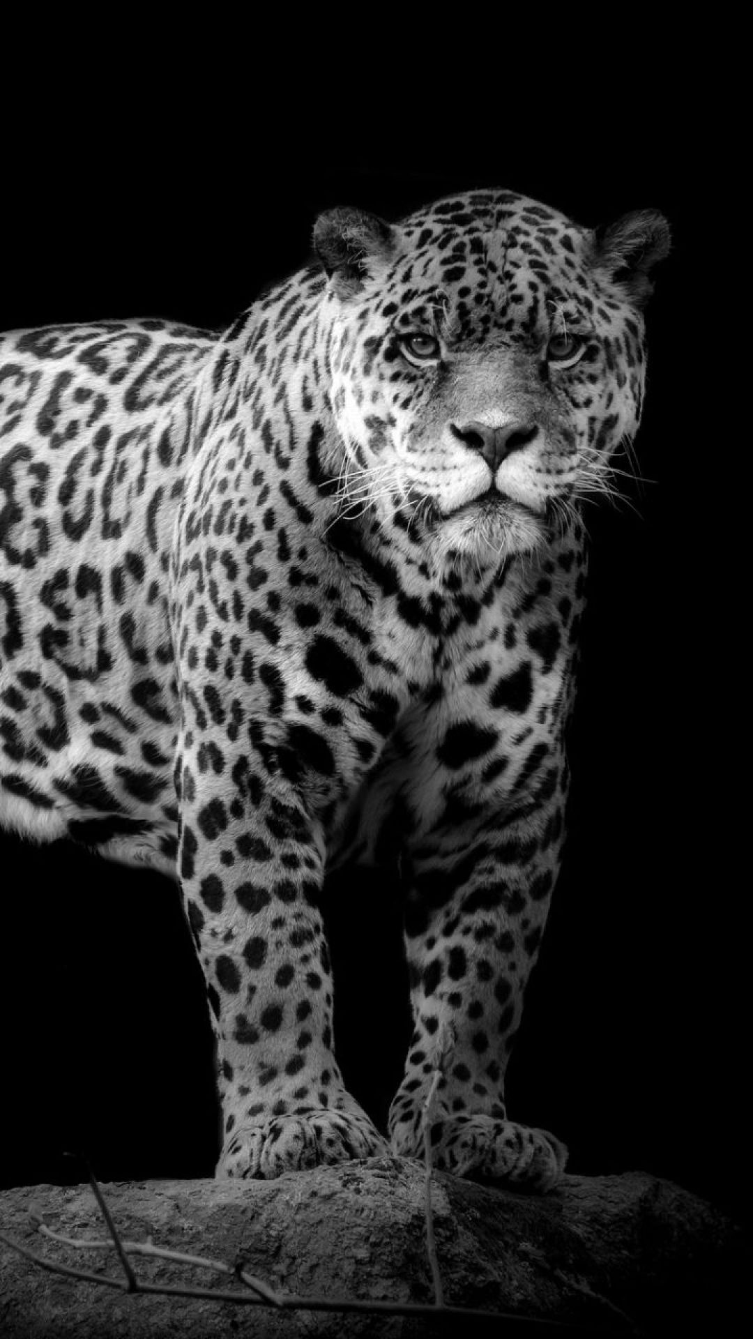 Android, Iphone, Desktop Hd Backgrounds / Wallpapers - Jaguar Wallpaper For Mobile , HD Wallpaper & Backgrounds