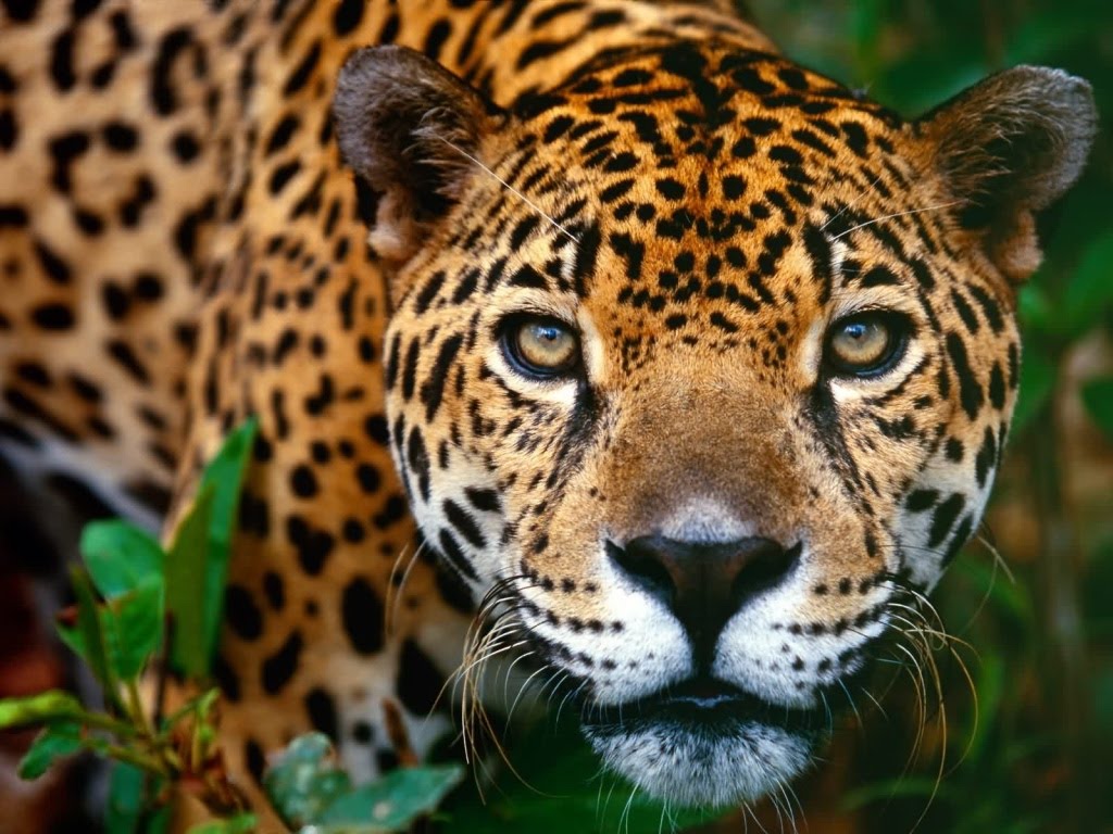 Animal Wallpapers Animal Jaguar Wallpapers - Cat Jaguar , HD Wallpaper & Backgrounds