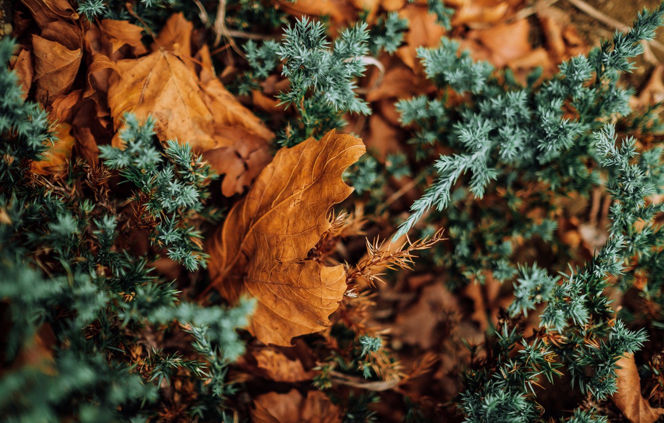 Photo Wallpaper Nature, Autumn, Leaves, Macro, Dry, - Green And Orange Autumn , HD Wallpaper & Backgrounds