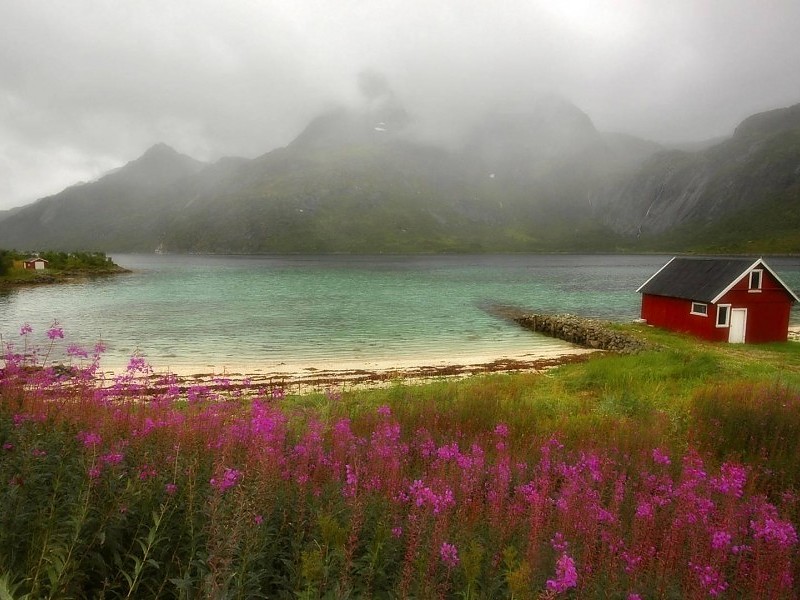 Wildflowers In Lofoten Norway Wallpaper - Attraction Norway Tourist Spots , HD Wallpaper & Backgrounds