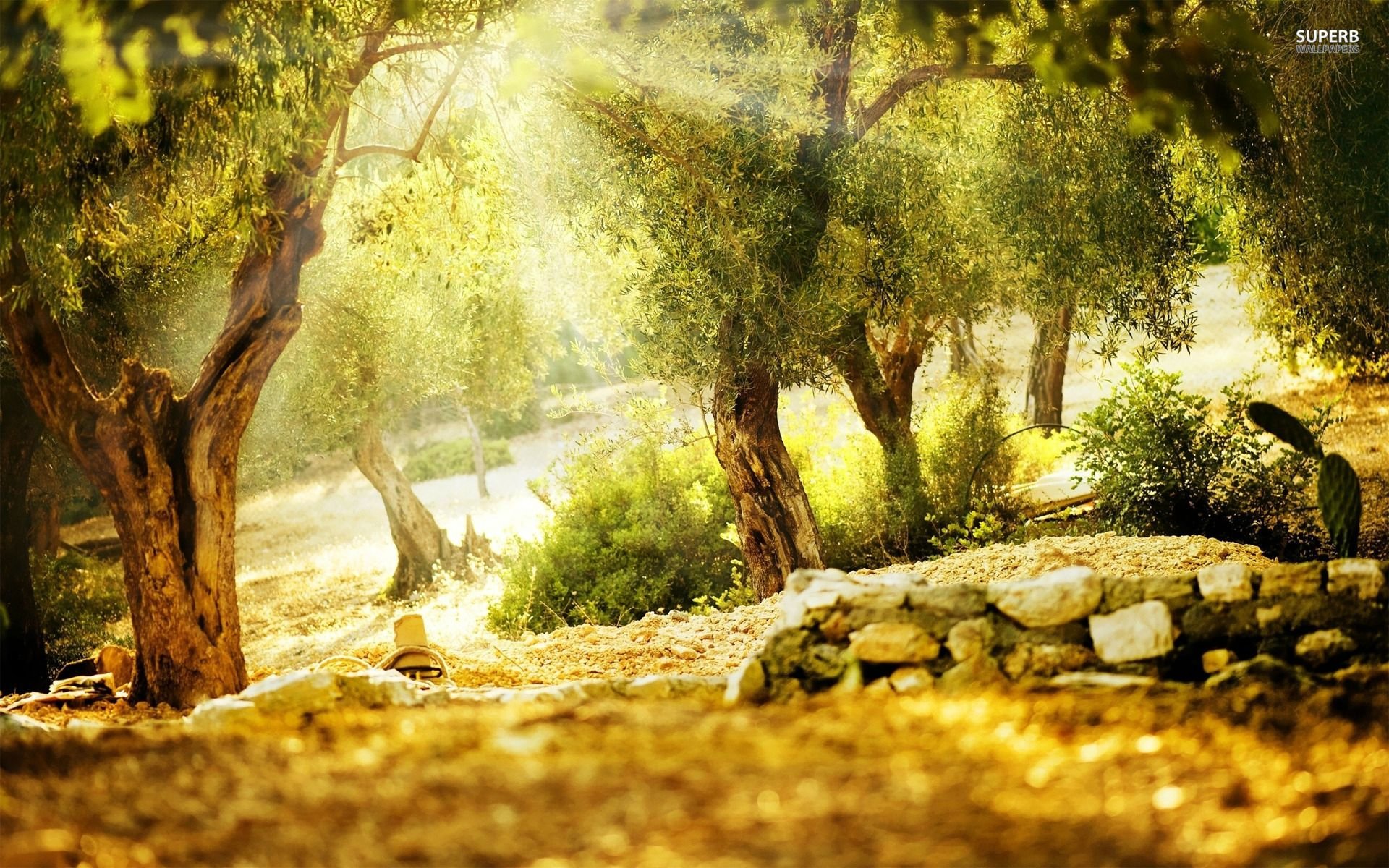 Sunny Park Wallpaper - Nature Background Images Photoshop , HD Wallpaper & Backgrounds