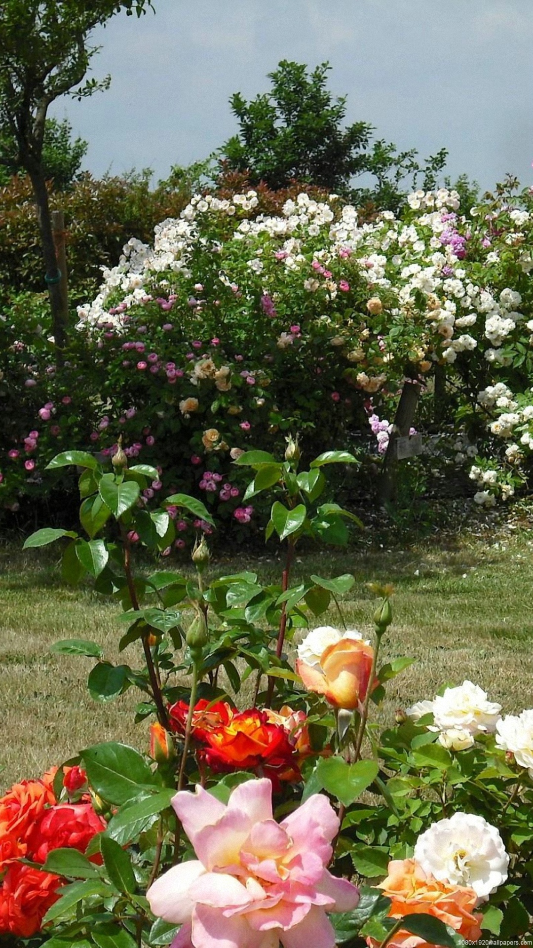Rose Flowers Park Garden Wallpapers Hd - Beautiful Roses Hd Wallpaper For Smartphone , HD Wallpaper & Backgrounds
