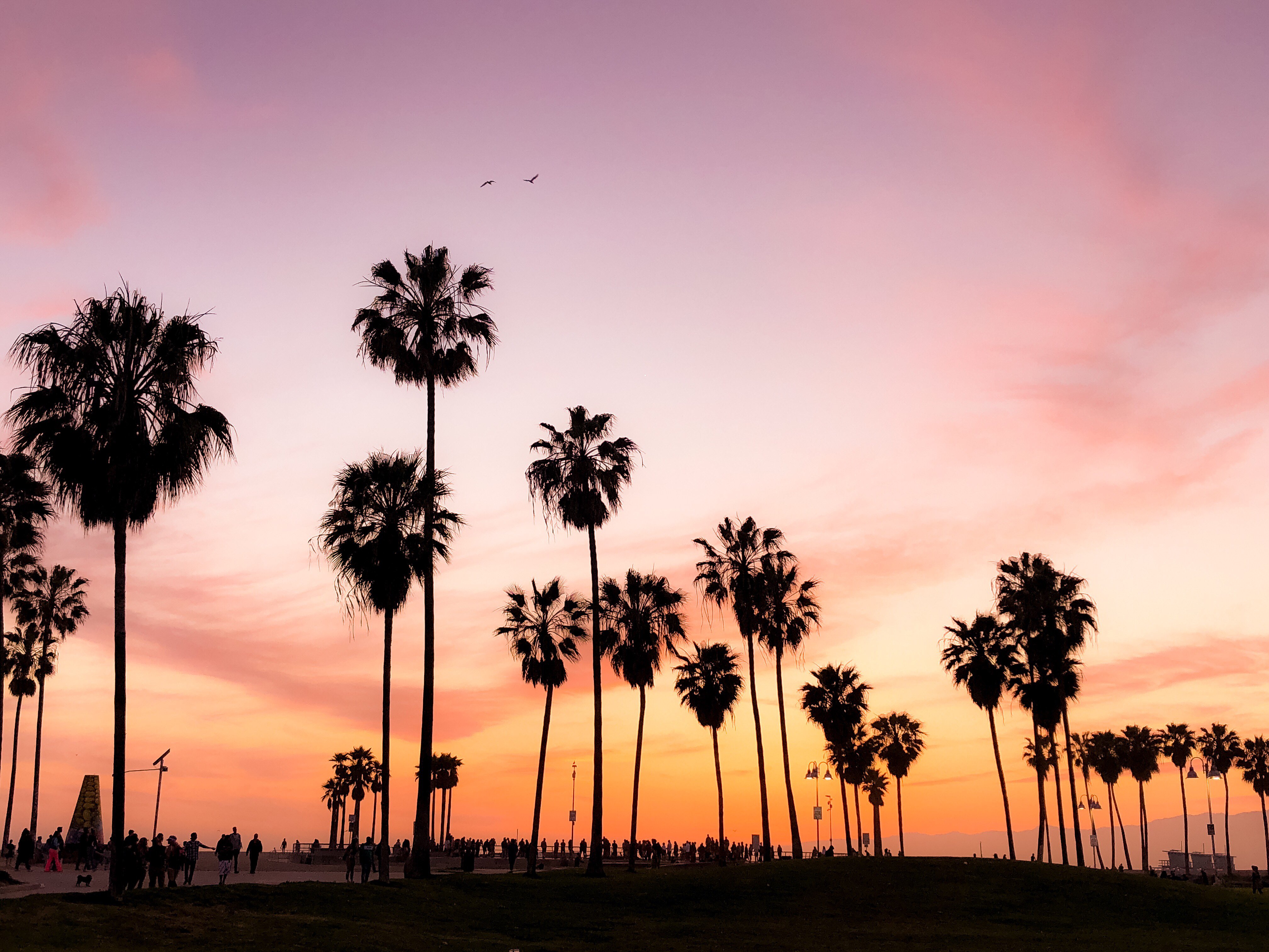 Venice Beach , HD Wallpaper & Backgrounds