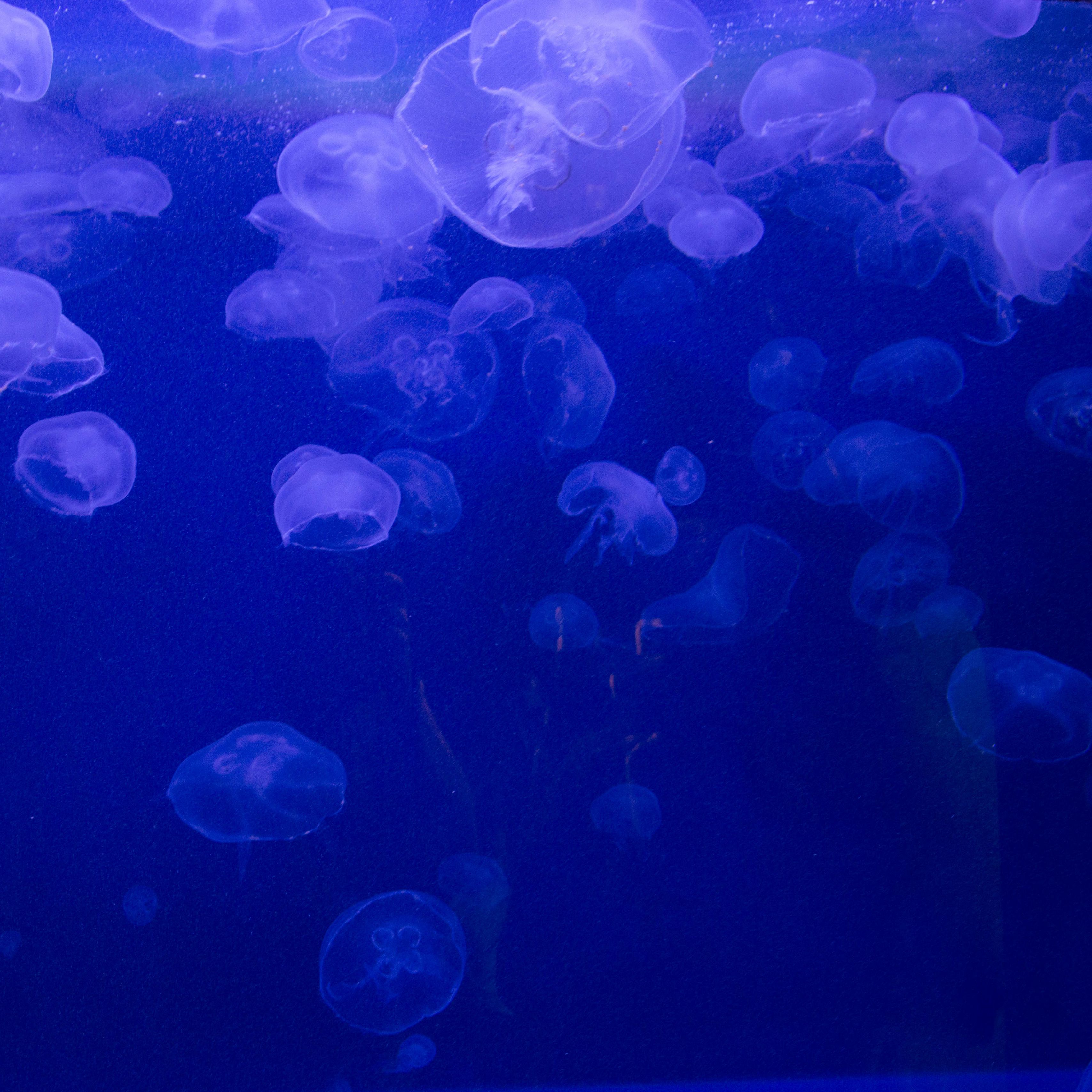Wallpaper Jellyfish, Underwater, Jelly - Ultra Hd Jellyfish Wallpaper Hd , HD Wallpaper & Backgrounds