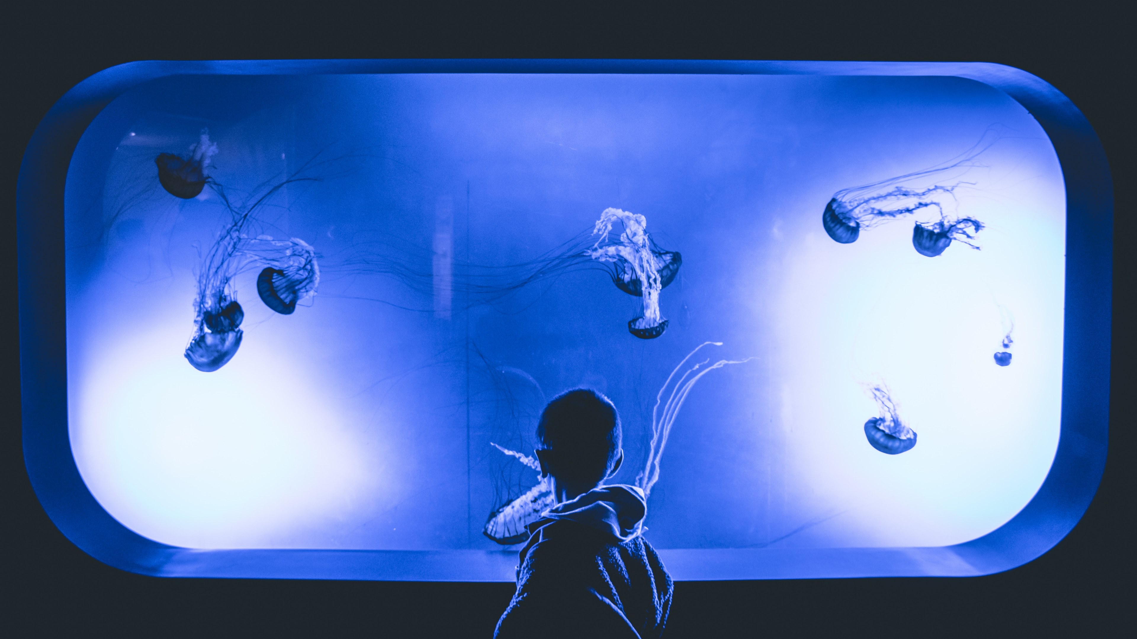 Glow In The Dark Jellyfish Tank , HD Wallpaper & Backgrounds