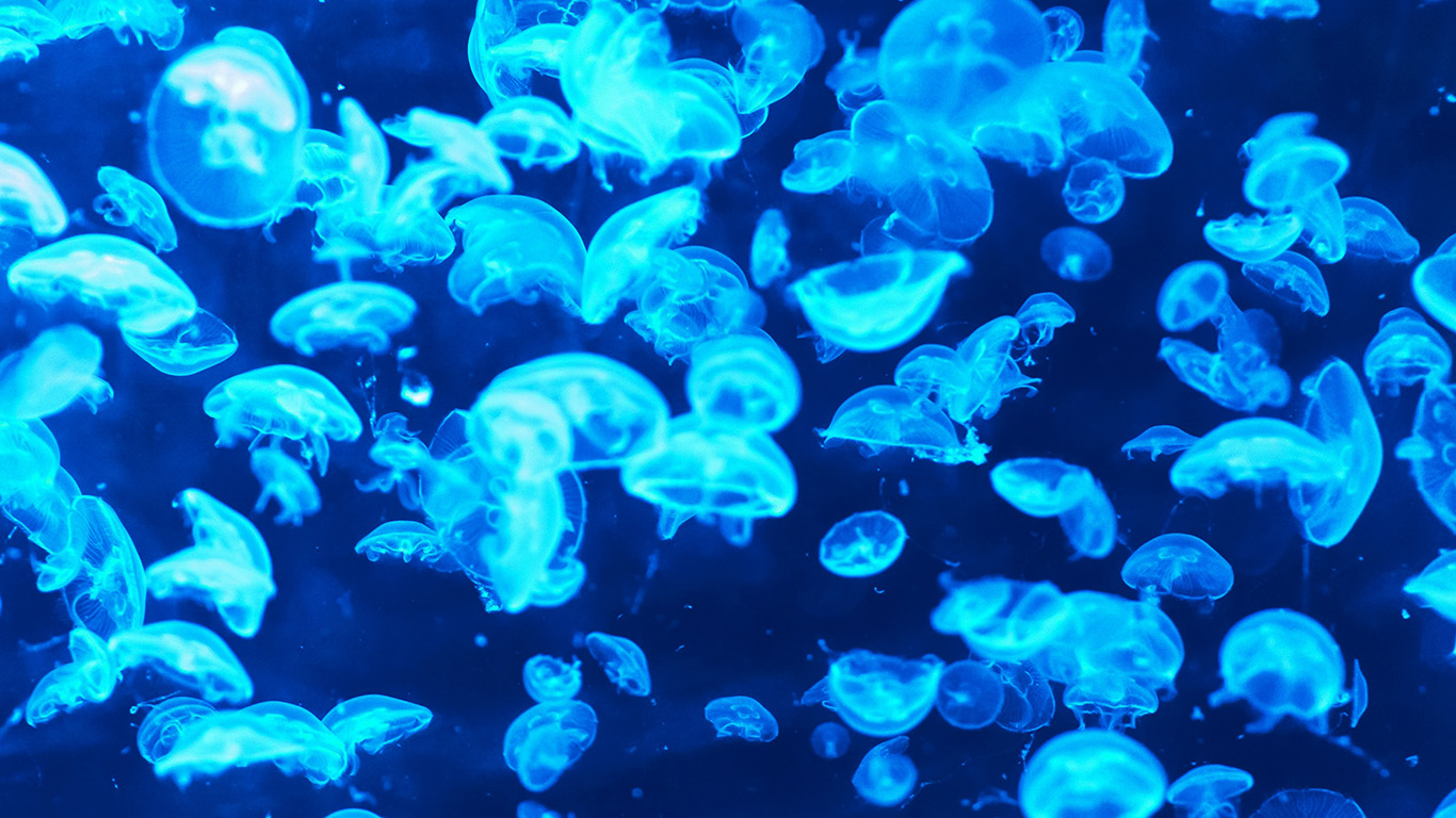 Blue Jellyfish , HD Wallpaper & Backgrounds