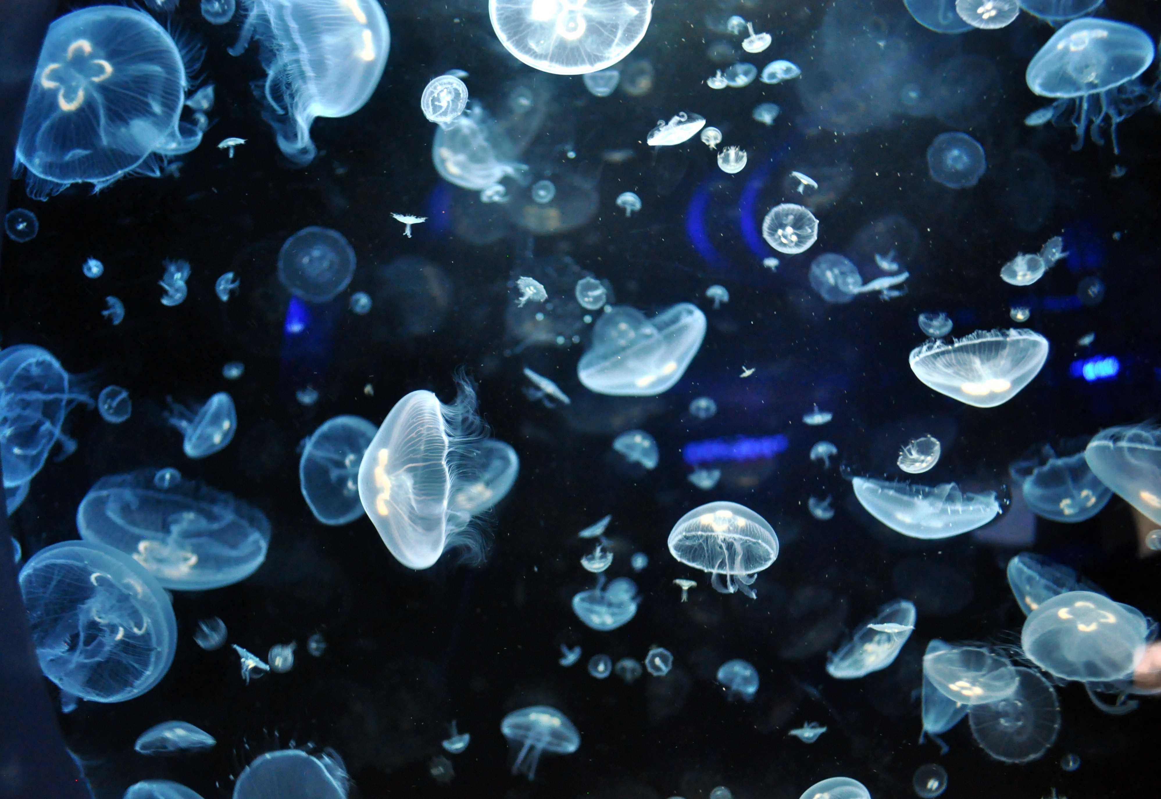 Jellyfish Wallpaper Hd Full Hd Pictures - High Definition Moon Jellyfish , HD Wallpaper & Backgrounds