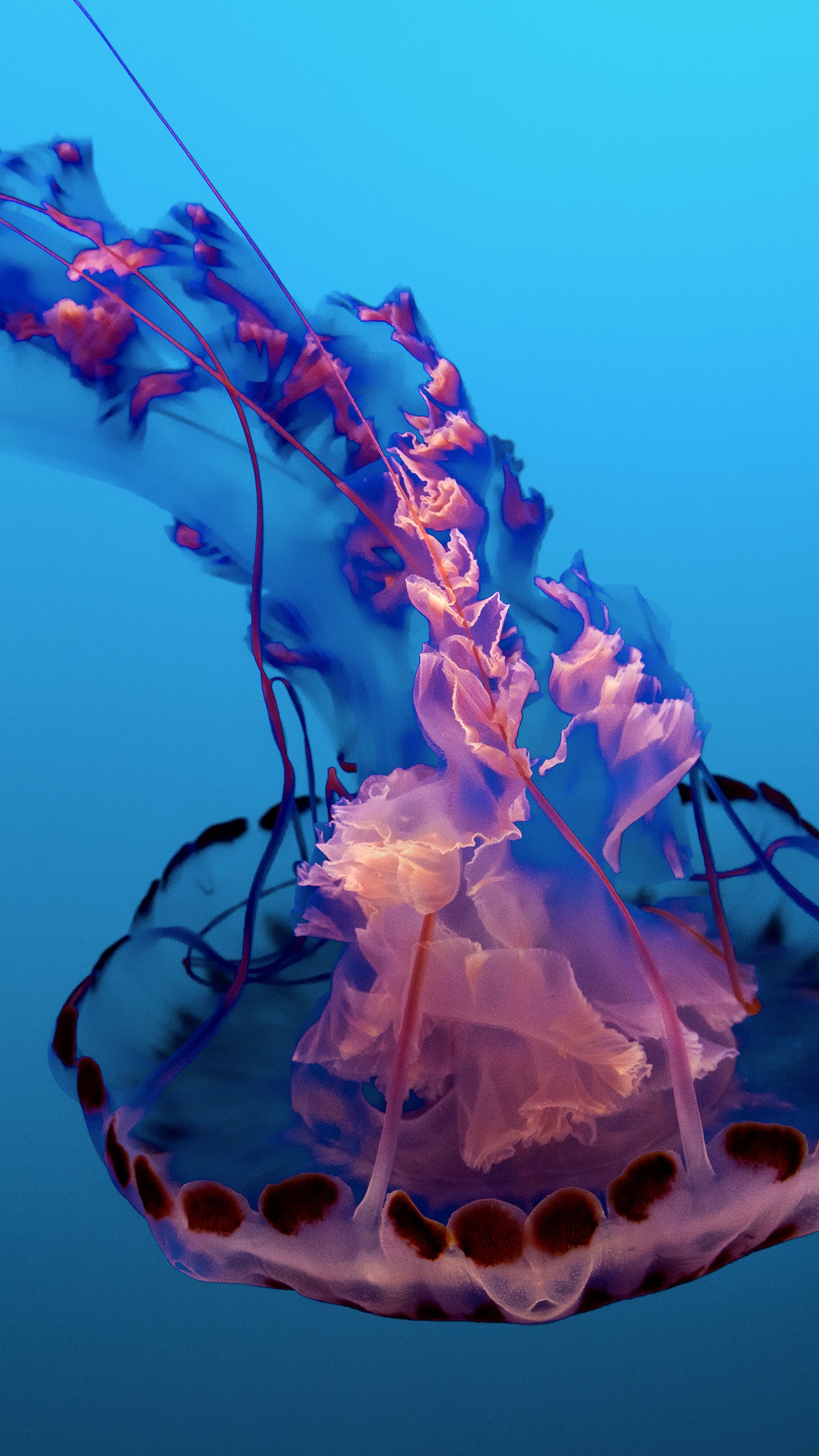 Underwater Iphone Wallpaper - Jellyfish Wallpaper 4k , HD Wallpaper & Backgrounds
