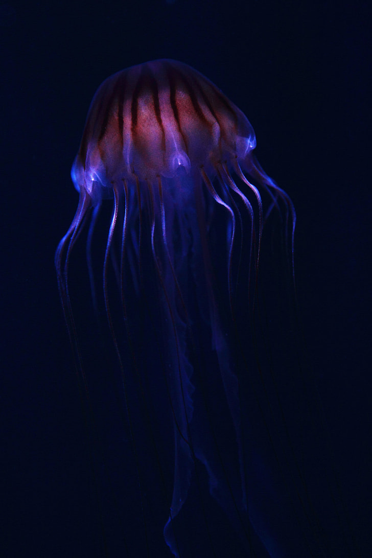 Blue And Maroon Jelly Fish Digital Wallpaper - Glow In The Dark Marine Life , HD Wallpaper & Backgrounds