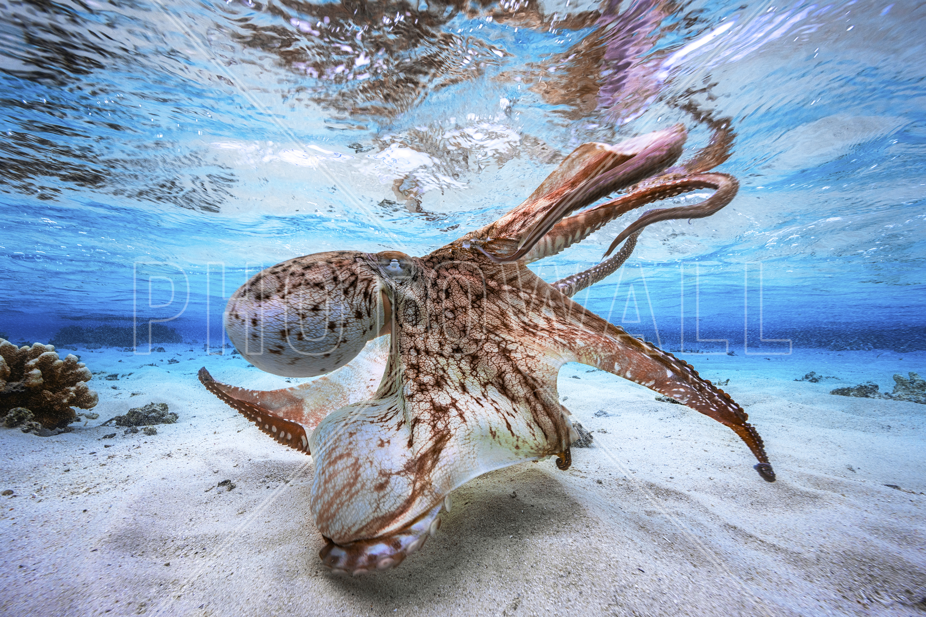 Dancing Octopus - Wallpaper - Nat Geo Underwater Photography , HD Wallpaper & Backgrounds