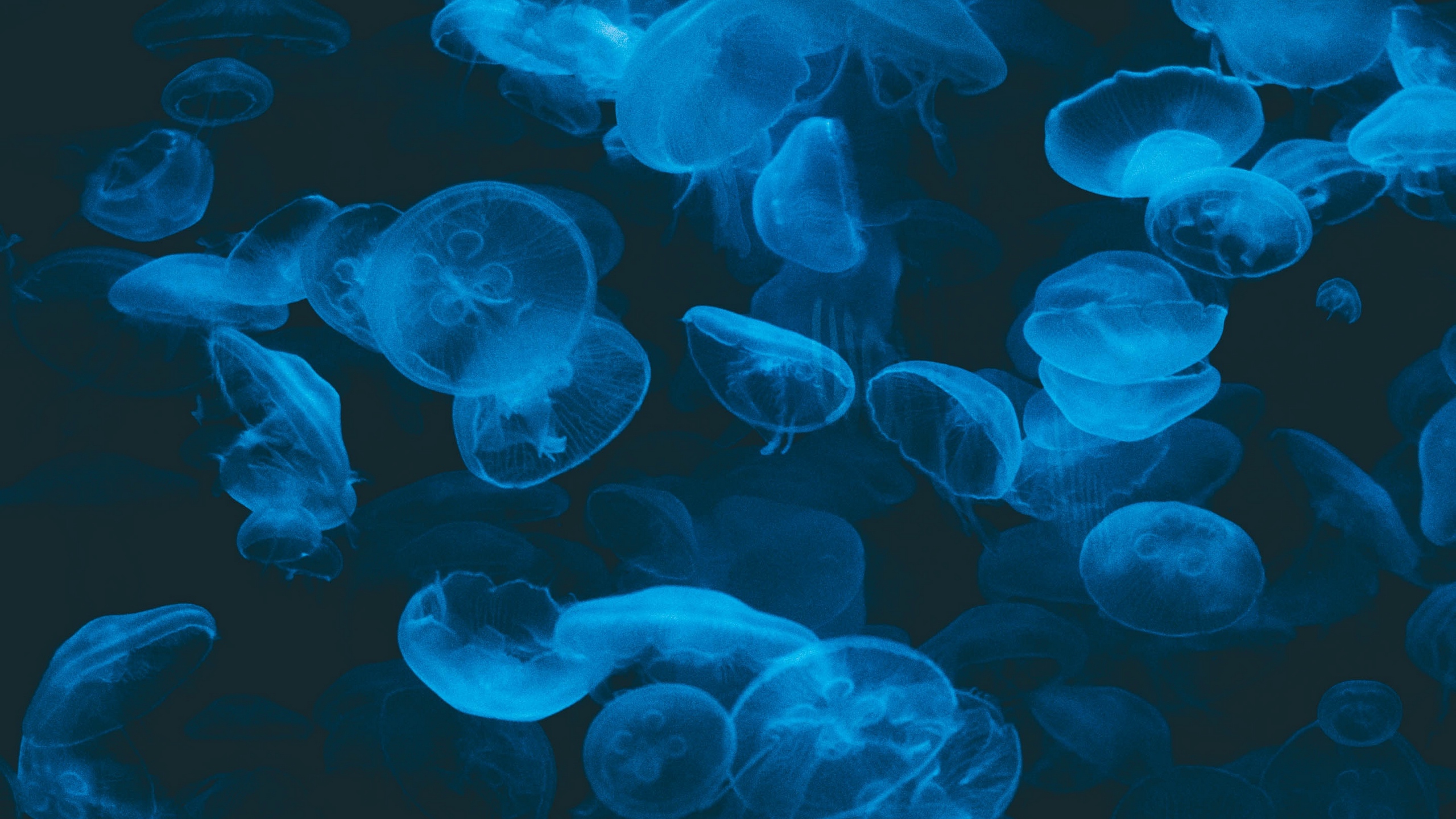 Wallpaper Jellyfish, Blue, Transparent, Dark, Underwater - Dark Underwater Wallpaper Iphone , HD Wallpaper & Backgrounds