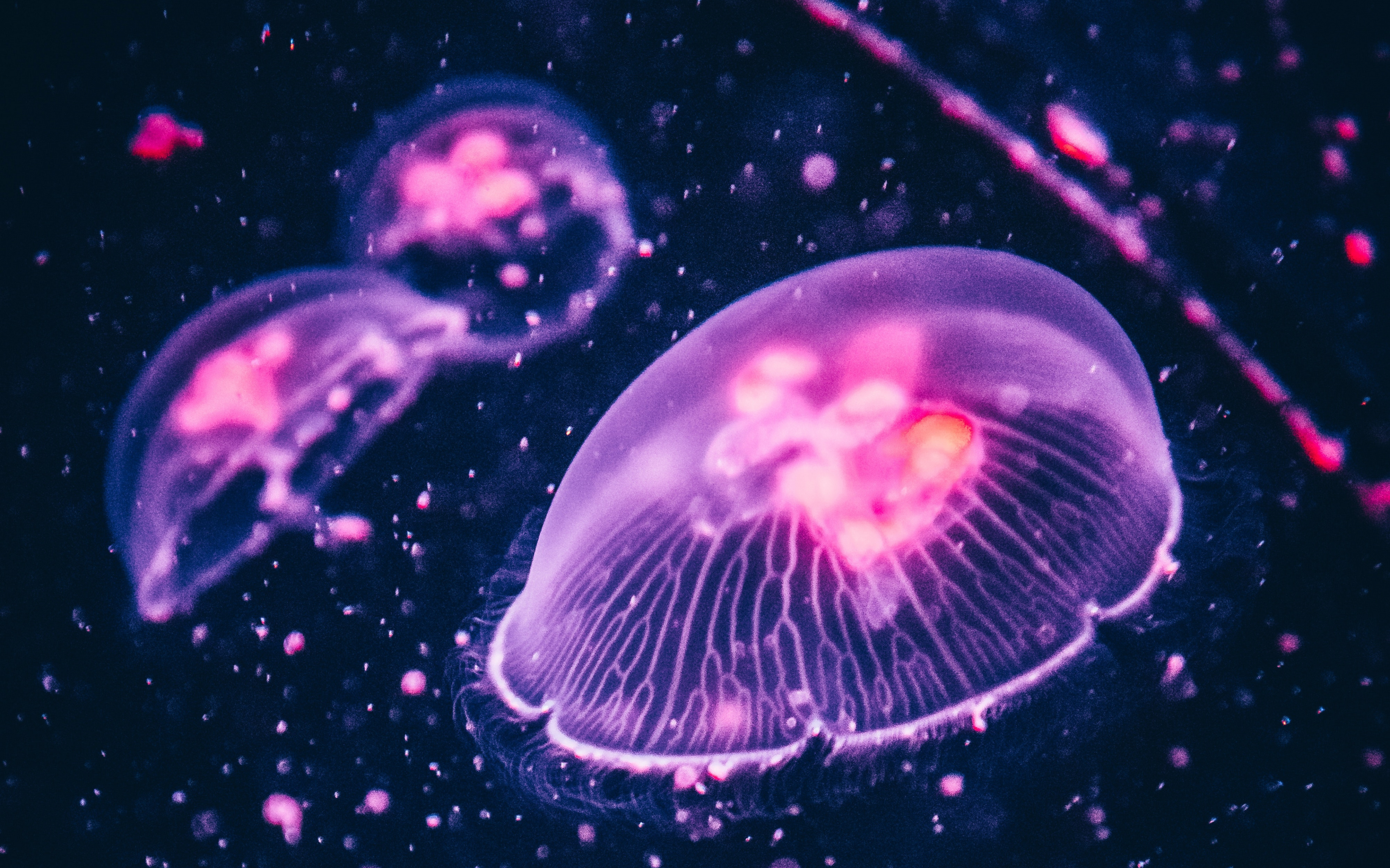 Jellyfish Wallpaper 4k , HD Wallpaper & Backgrounds