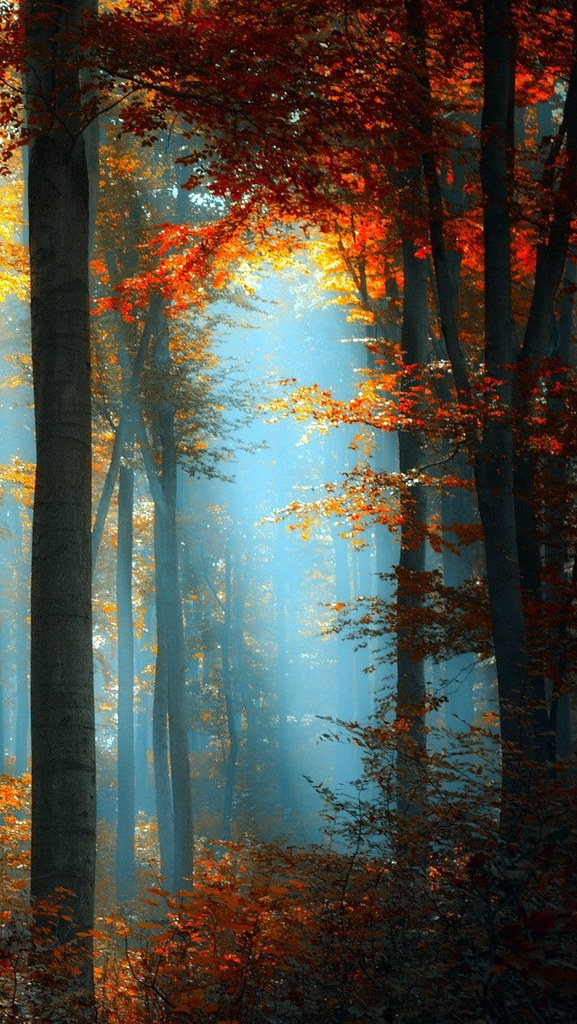 Forest Iphone Wallpaper , HD Wallpaper & Backgrounds