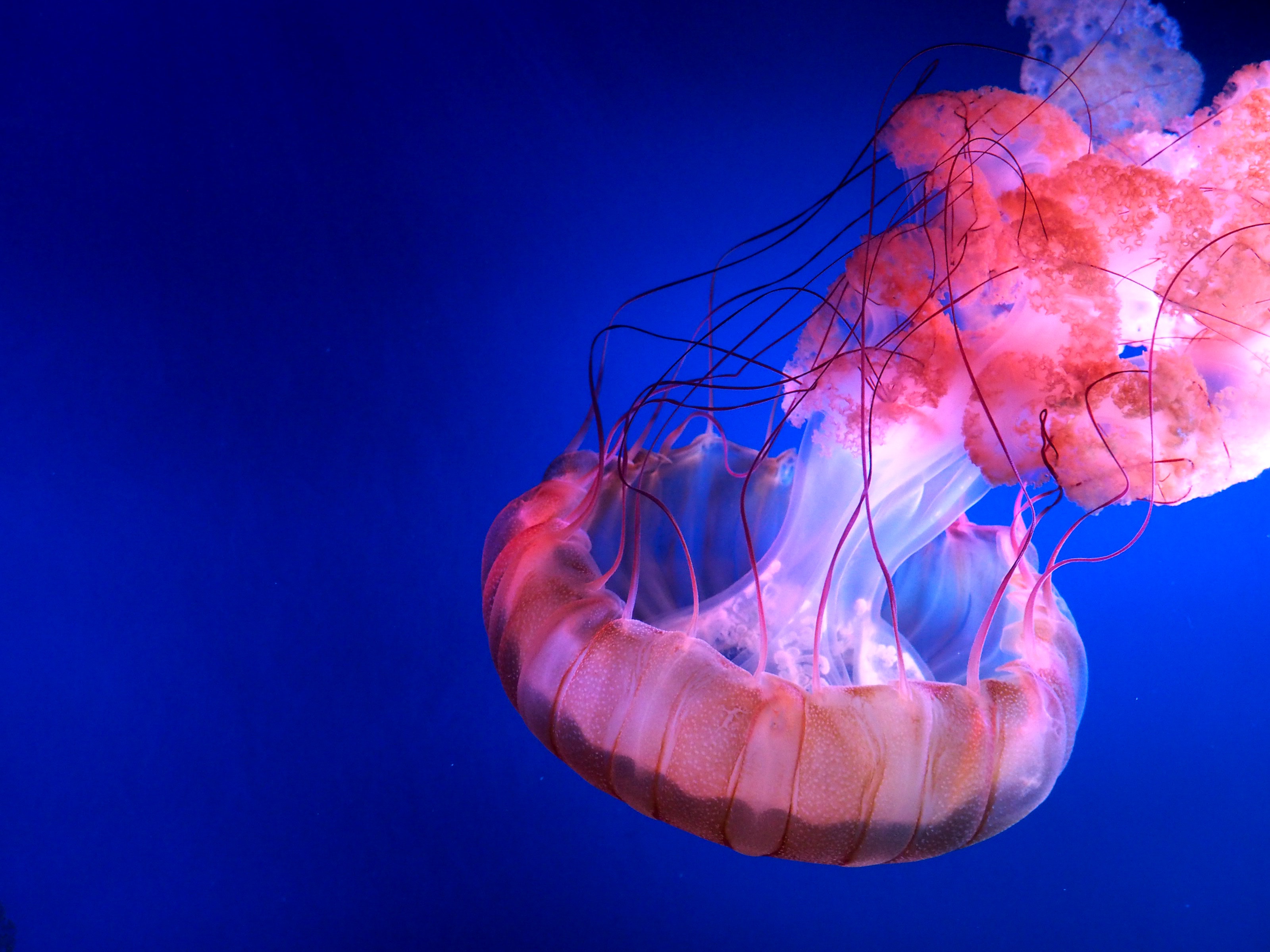 Photography Of Jelly Fish , HD Wallpaper & Backgrounds