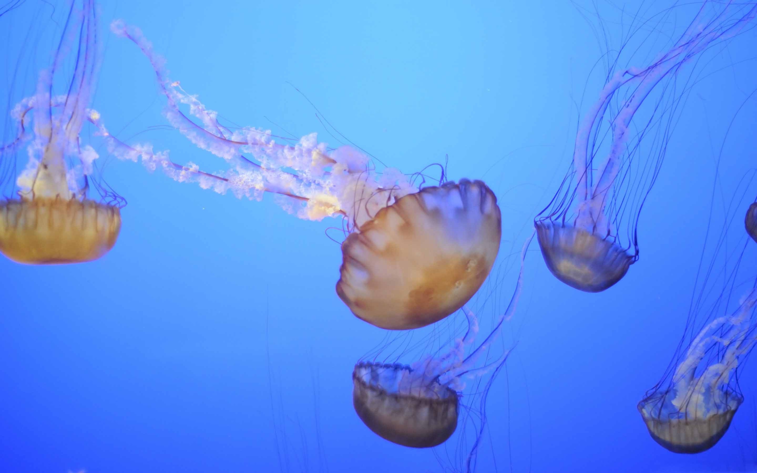 Jellyfish Macbook Background , HD Wallpaper & Backgrounds