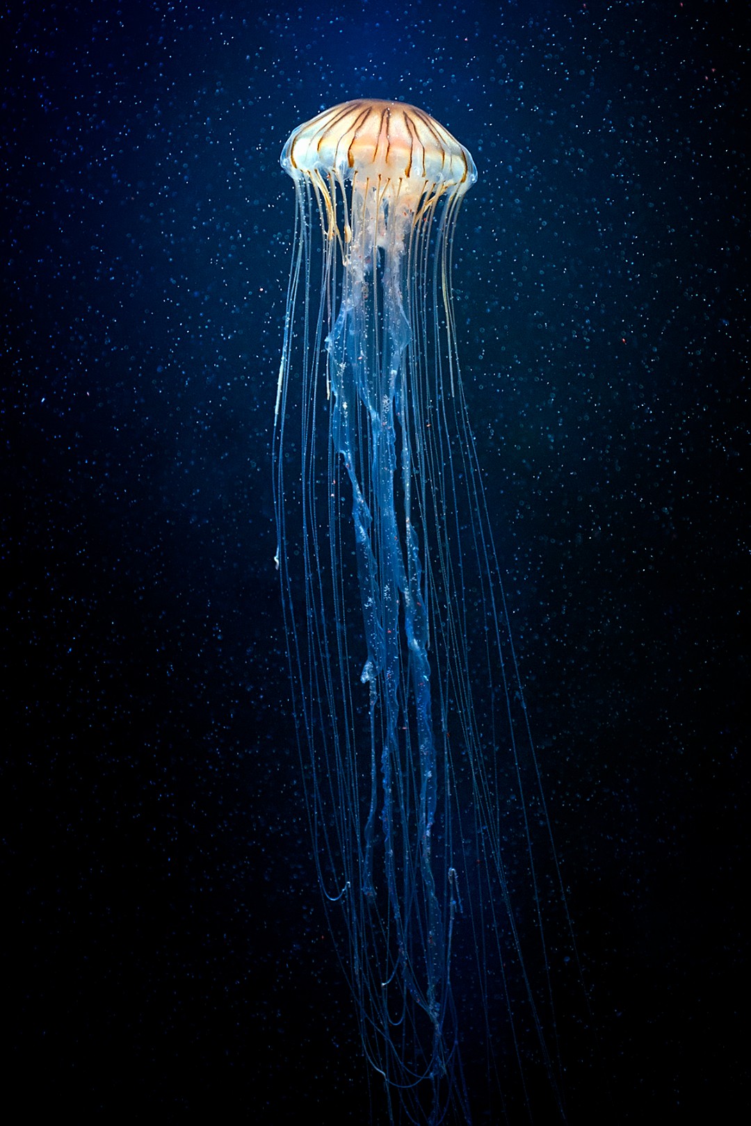 Jellyfish, Cnidaria, Marine Invertebrates, Invertebrate, - Black And White Jellyfish Photography , HD Wallpaper & Backgrounds
