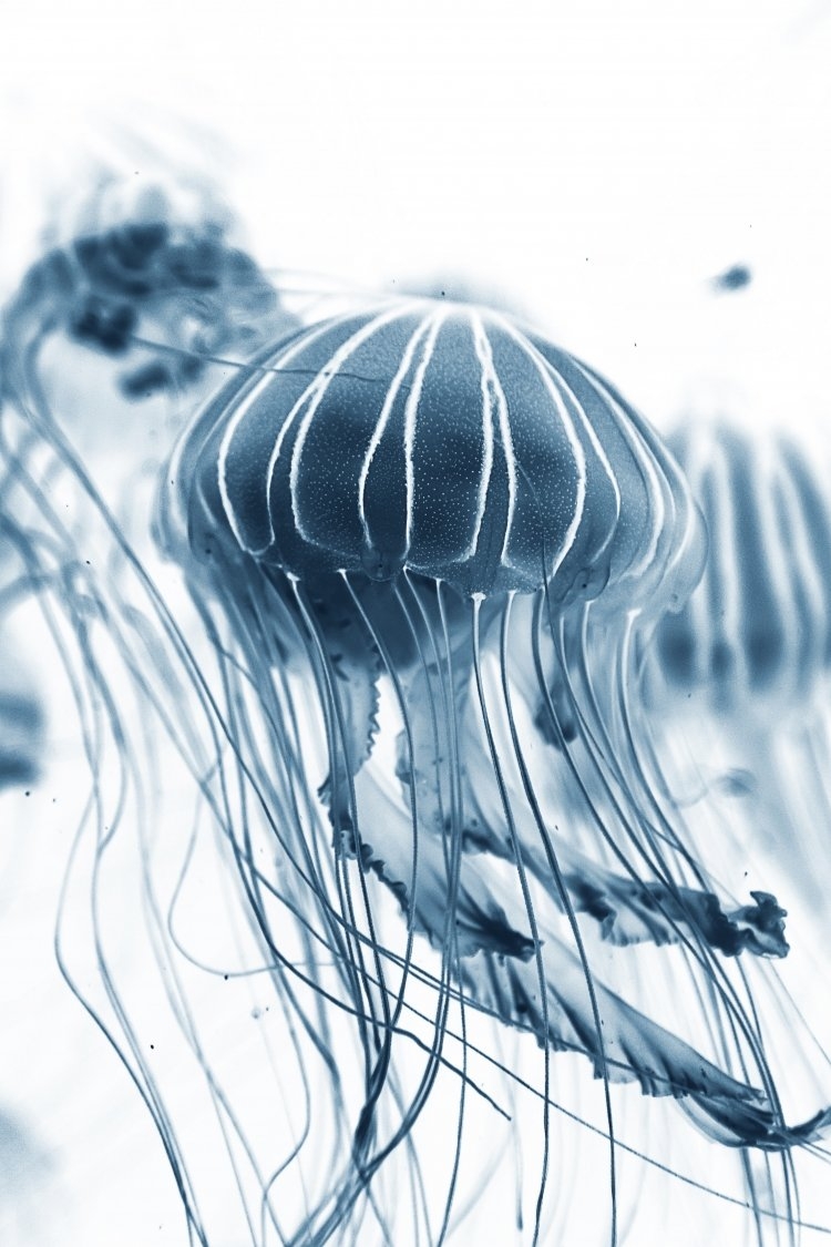 Jellyfish Wallpaper - Abstract Jellyfish Artwork , HD Wallpaper & Backgrounds