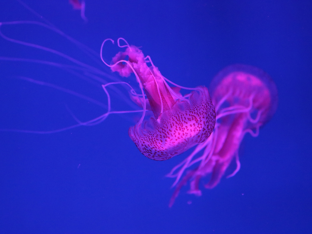 5k Jellyfish Wallpaper - Ultra Hd Cool Jellyfish , HD Wallpaper & Backgrounds