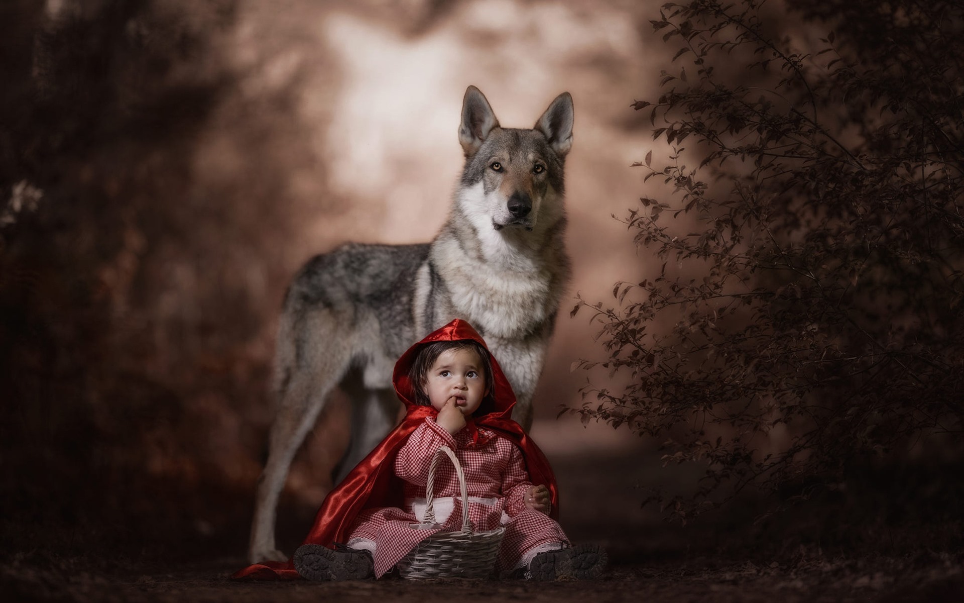 Wallpaper Red Hood, Child, Wolf - Red Hood Girl Wolf Forest Background , HD Wallpaper & Backgrounds
