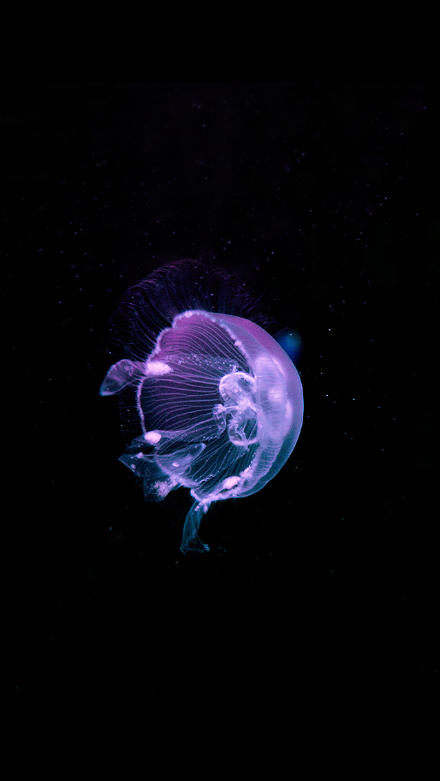 Purple Jellyfish In Dark , HD Wallpaper & Backgrounds