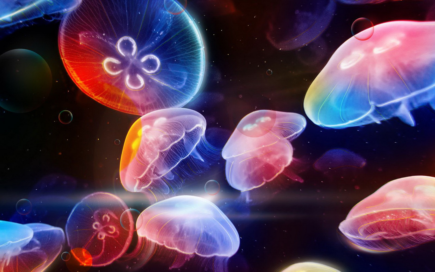 Colorful Jellyfish , HD Wallpaper & Backgrounds